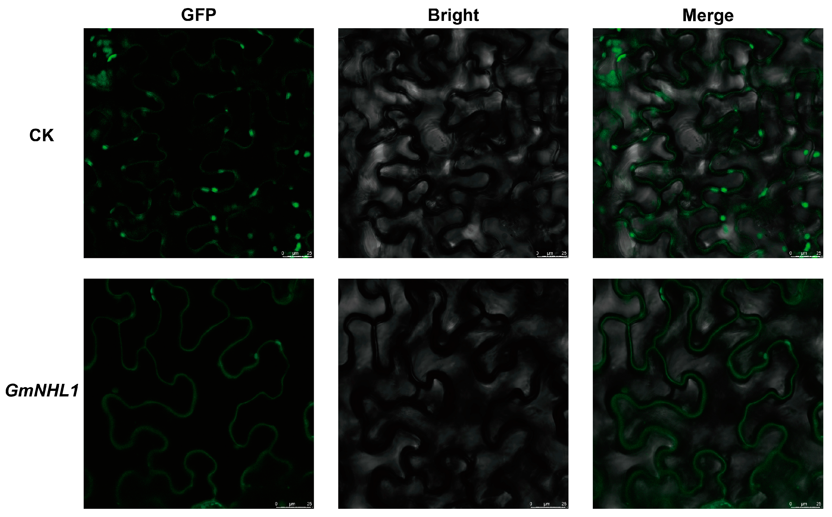 Plants 12 03869 g002