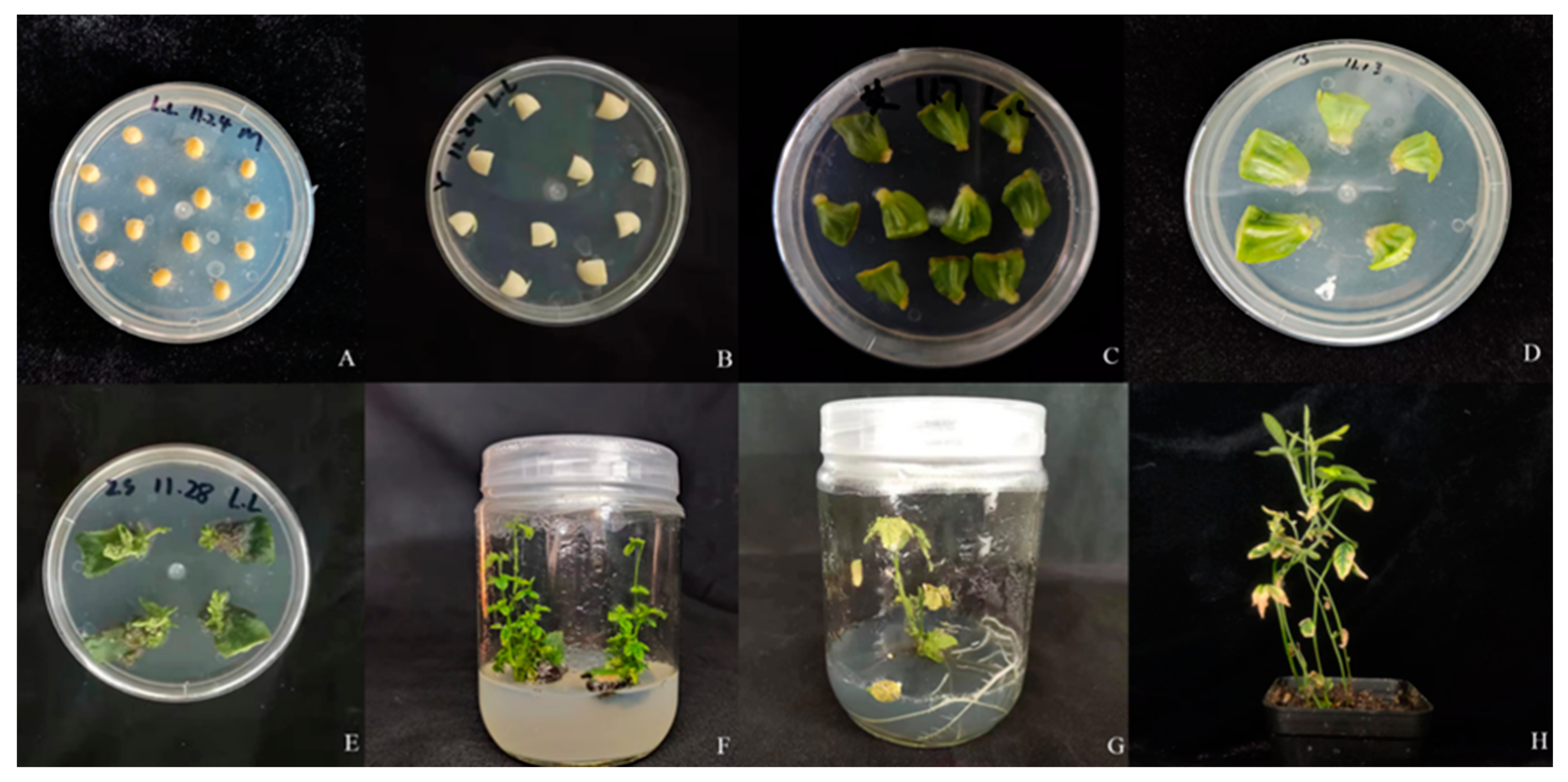 Plants 12 03869 g004