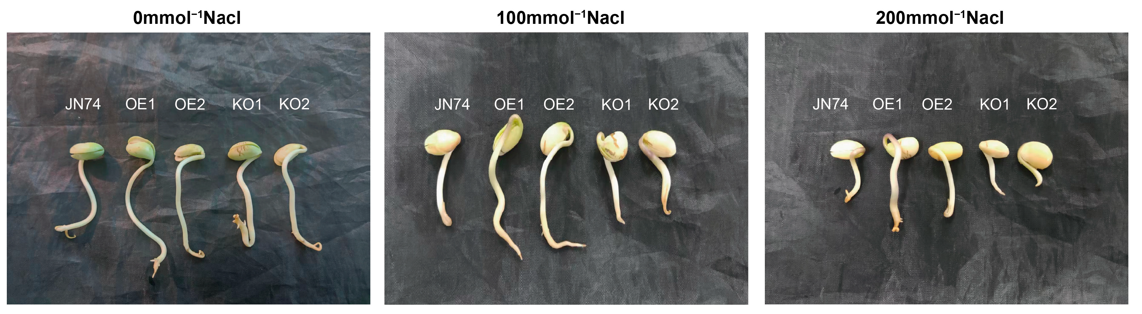 Plants 12 03869 g007