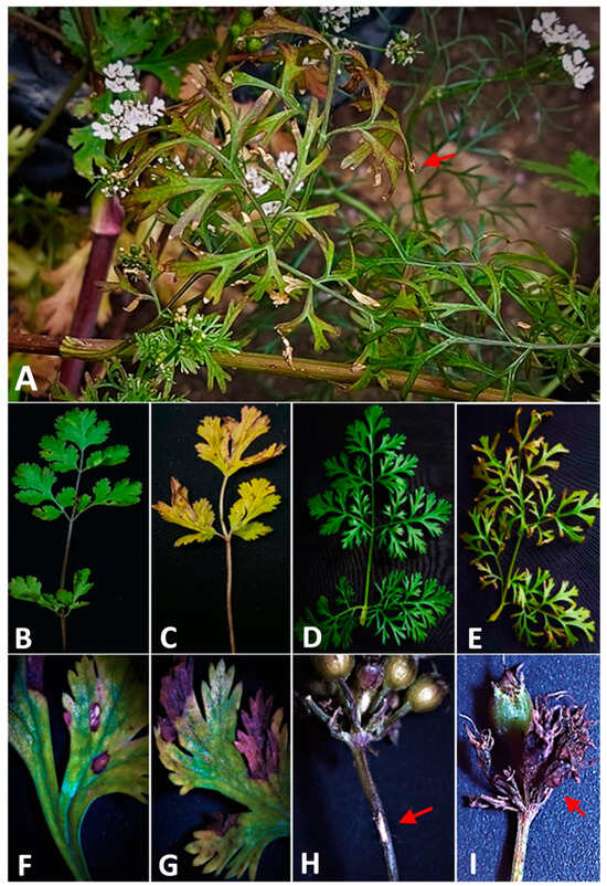 Plants Free FullText Lytic and Molecular Evidence of the