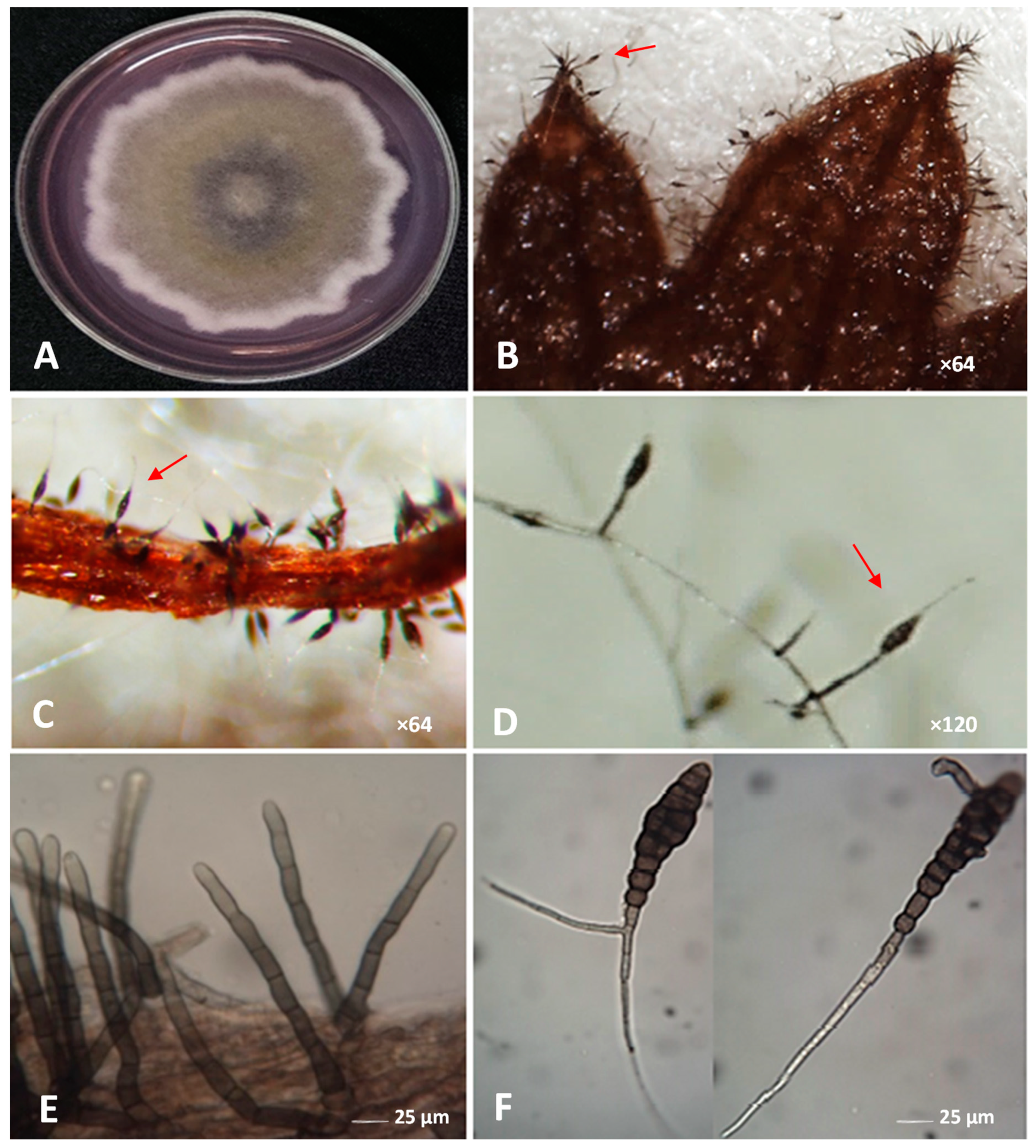 Plants 12 03872 g002