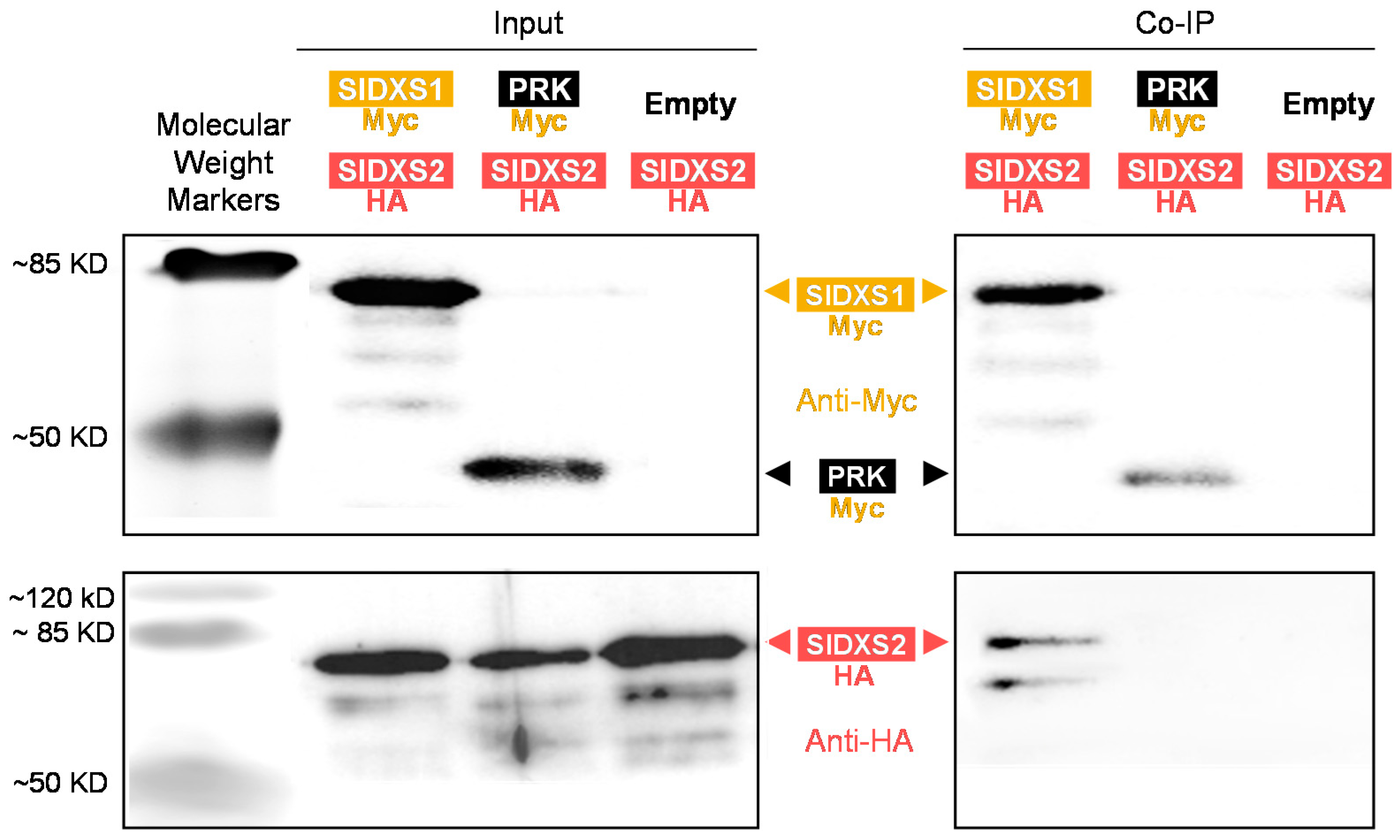 Plants 12 03886 g006