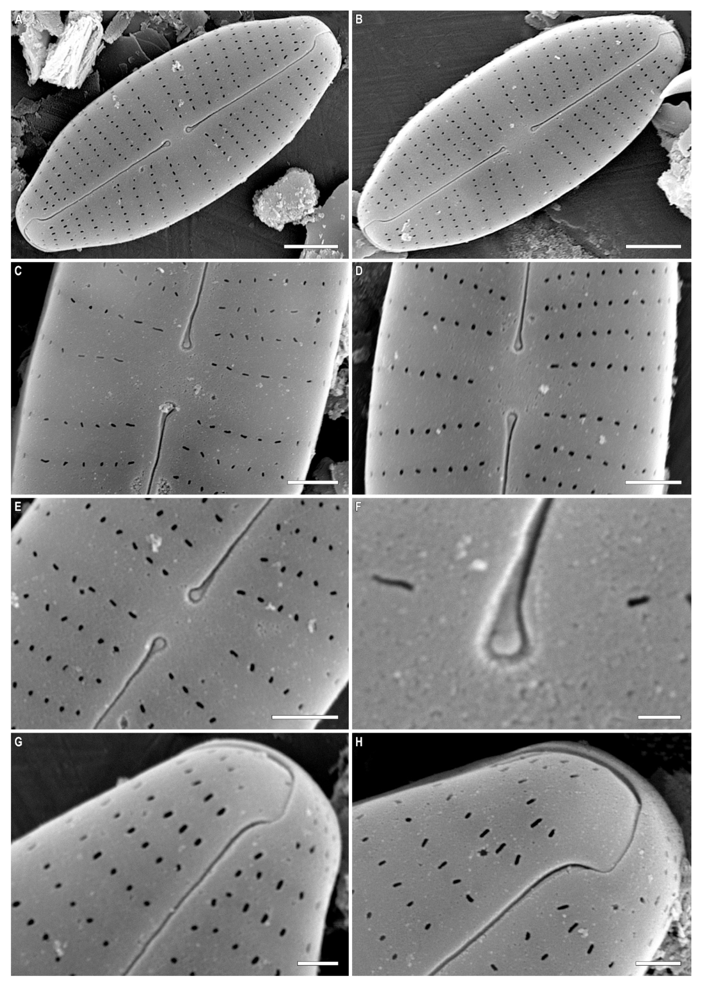 Plants 12 03890 g002