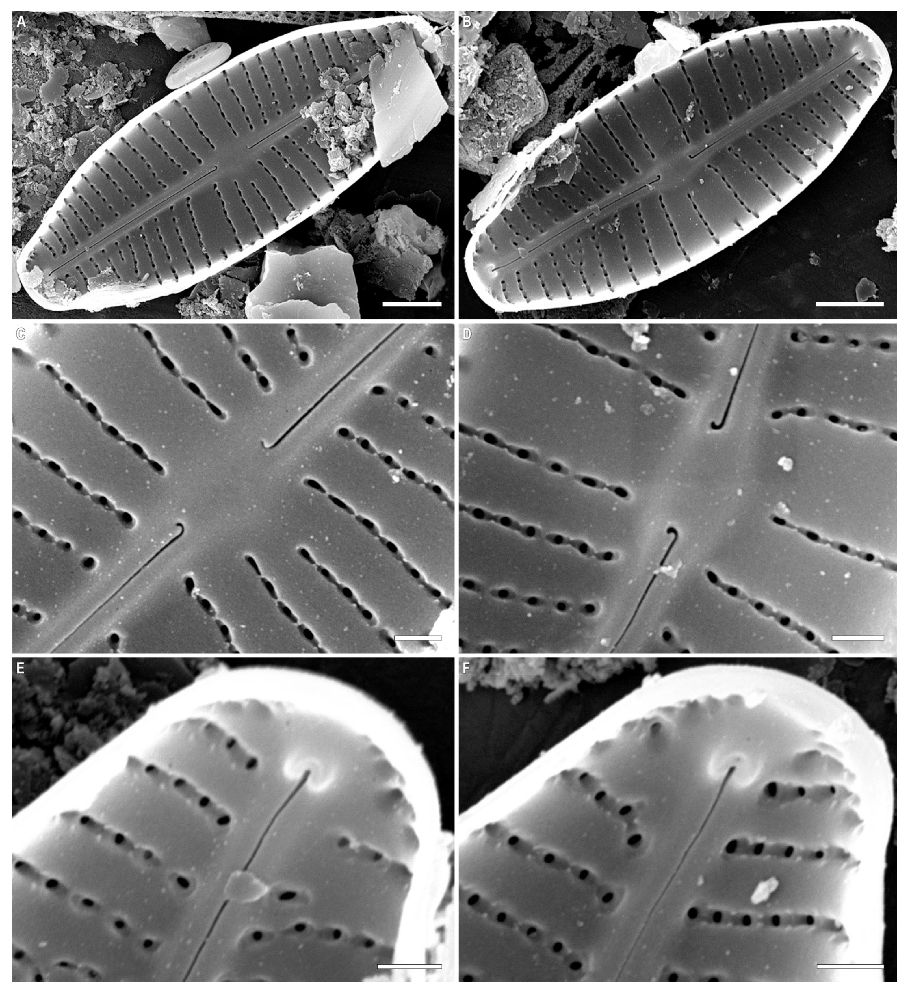 Plants 12 03890 g003