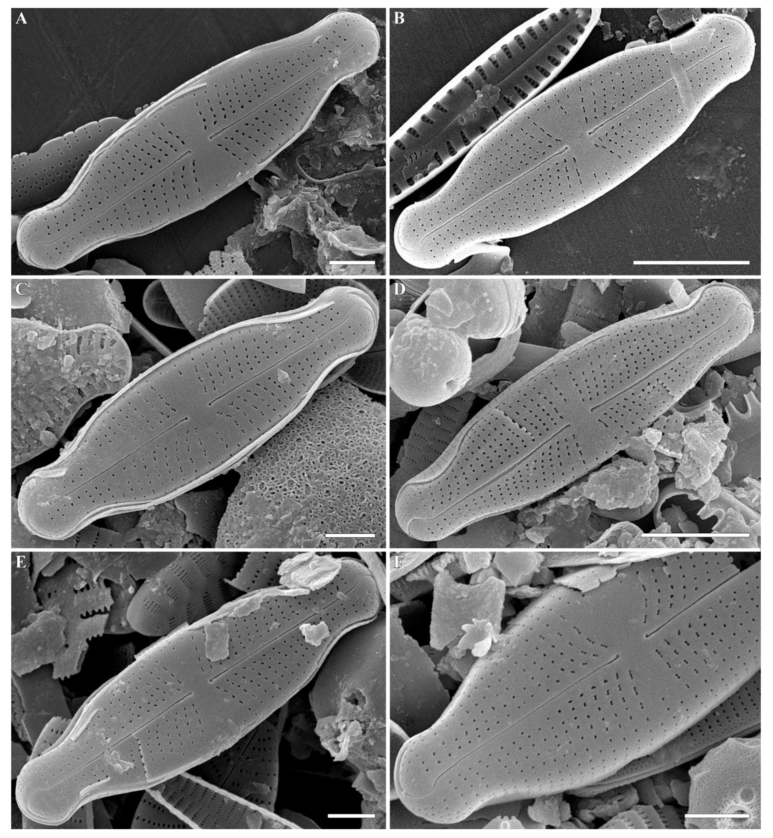 Plants 12 03890 g005