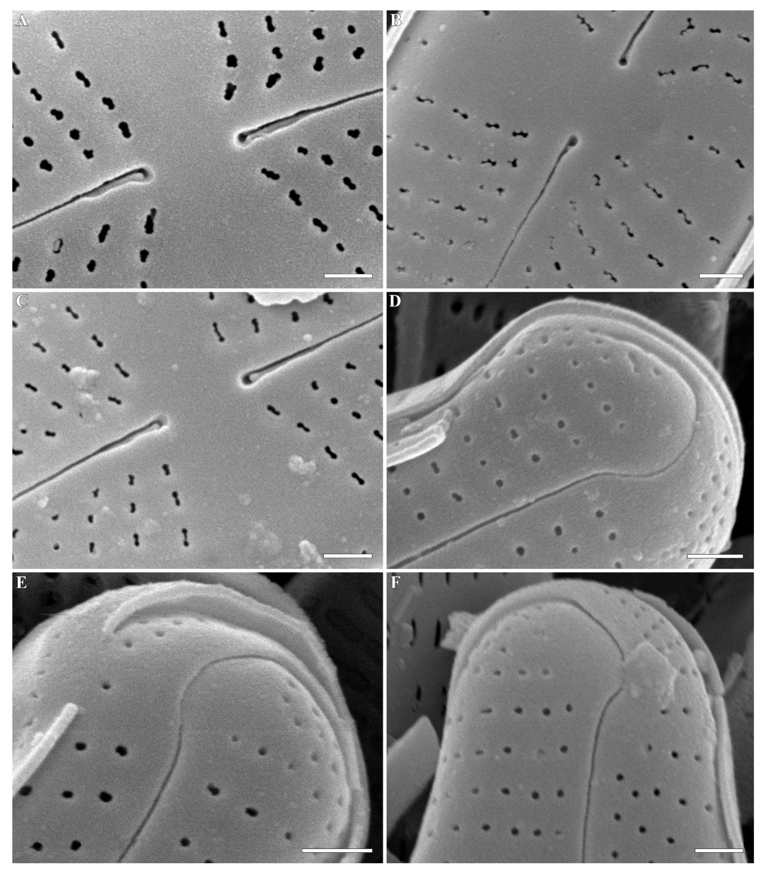 Plants 12 03890 g006