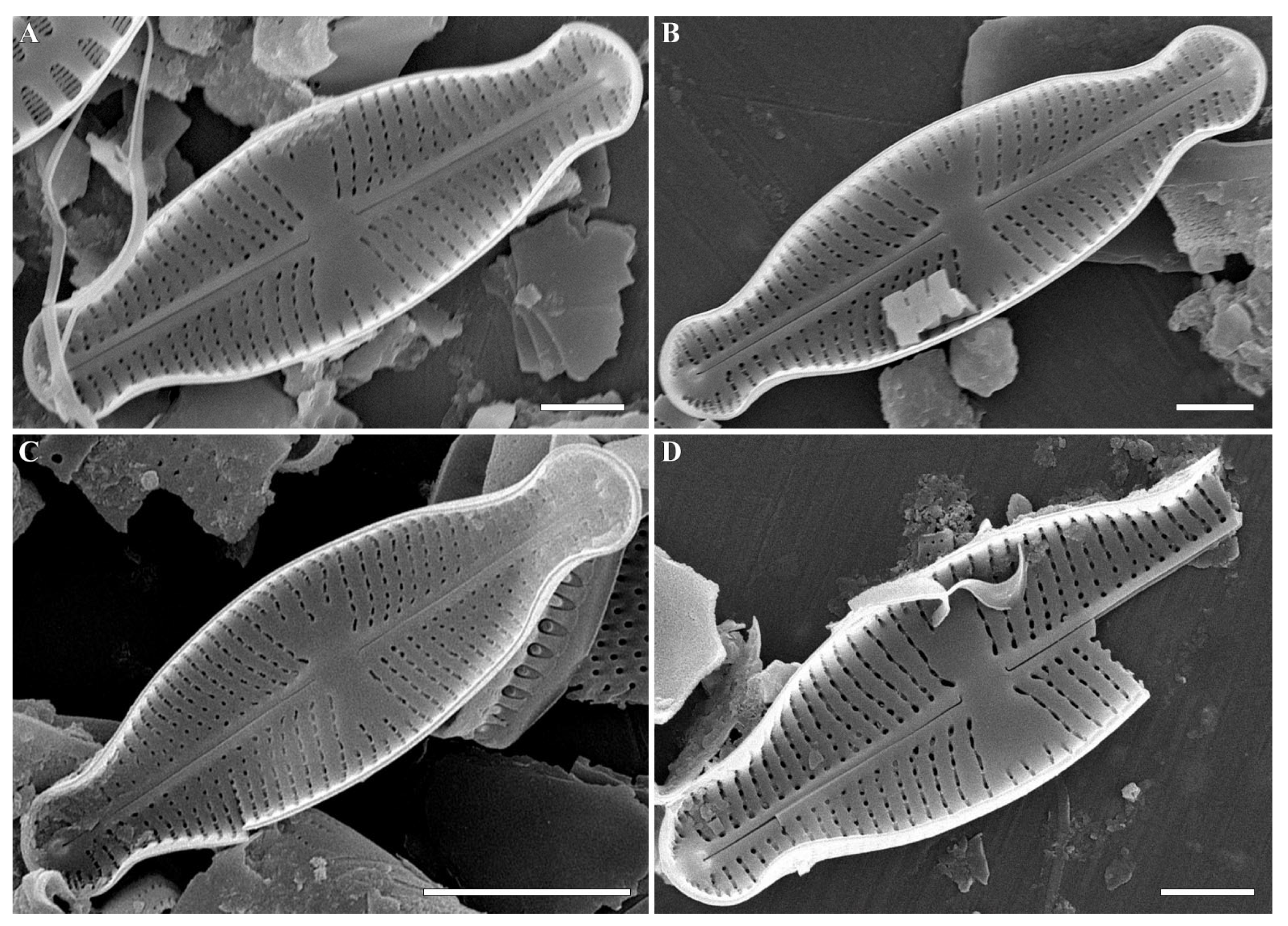 Plants 12 03890 g007