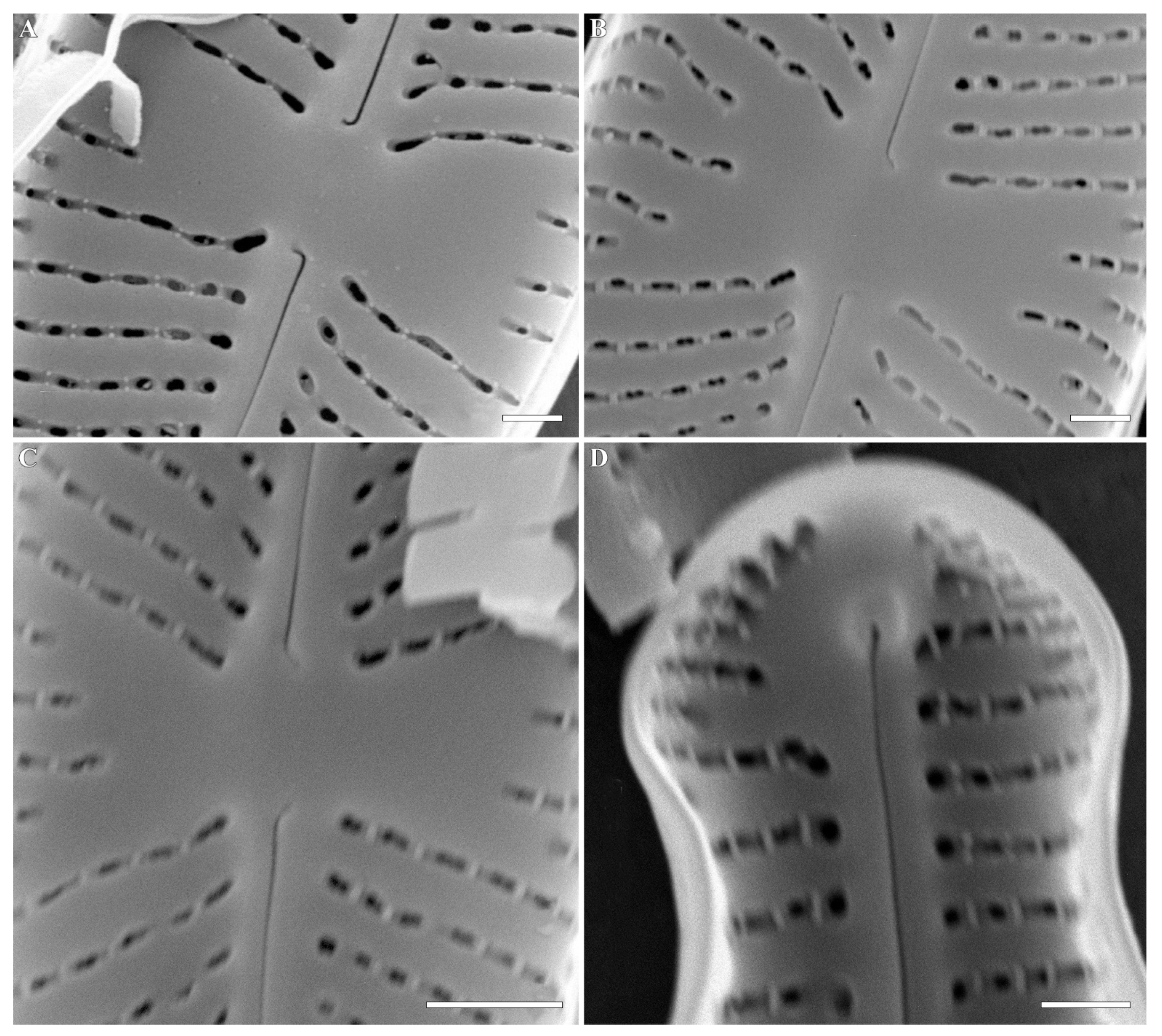 Plants 12 03890 g008