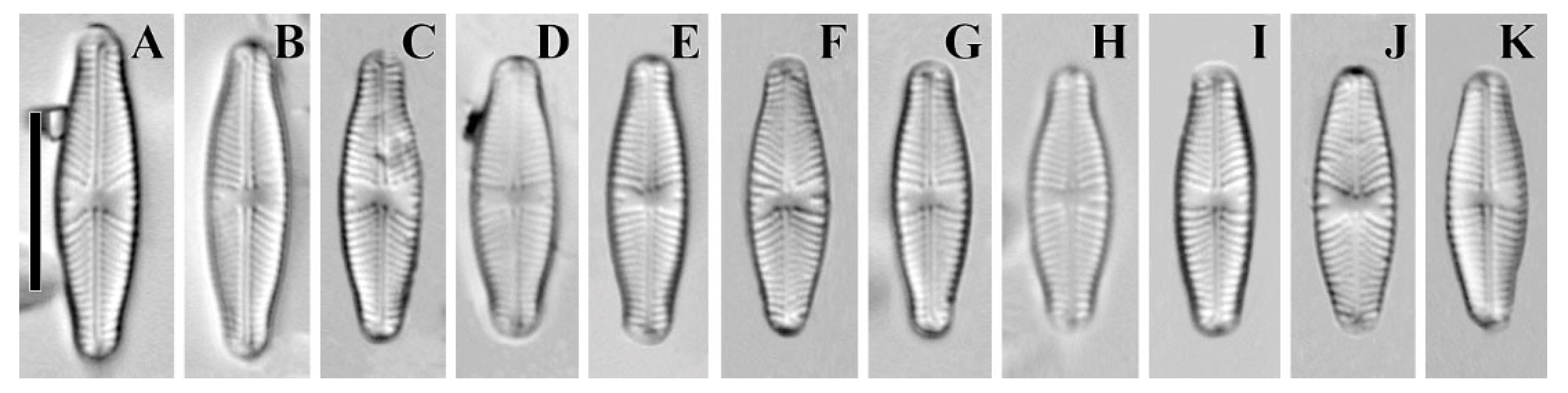 Plants 12 03890 g010