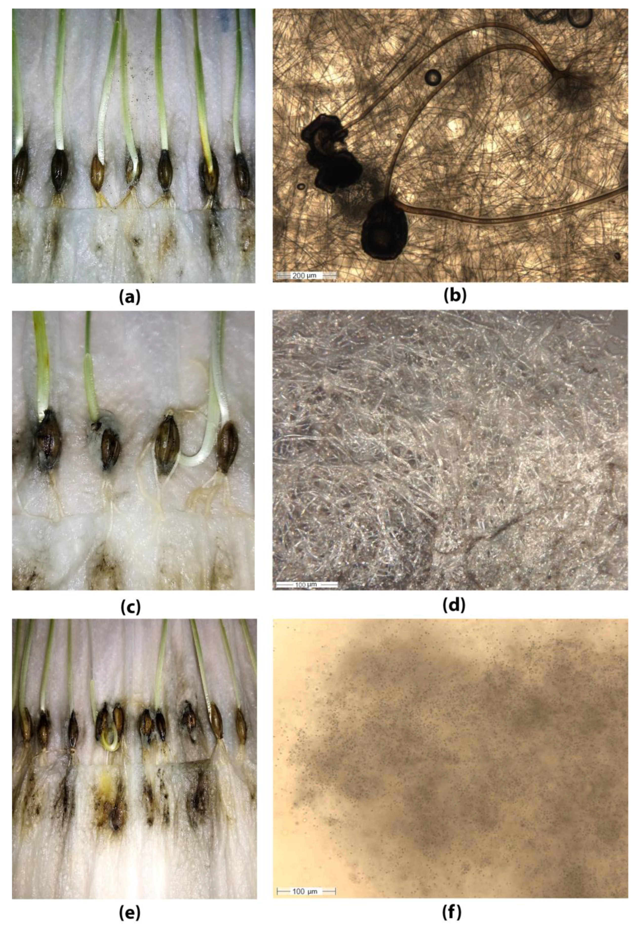 Plants 12 03892 g011 Plants 12 03892 g011