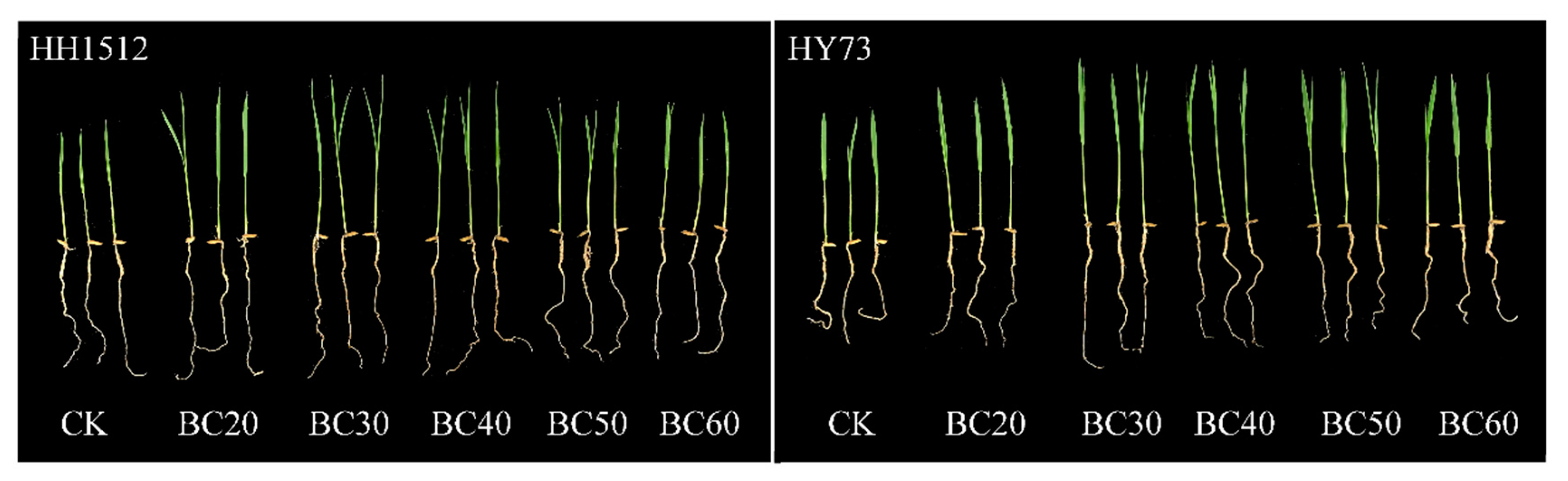 Plants 12 03896 g005