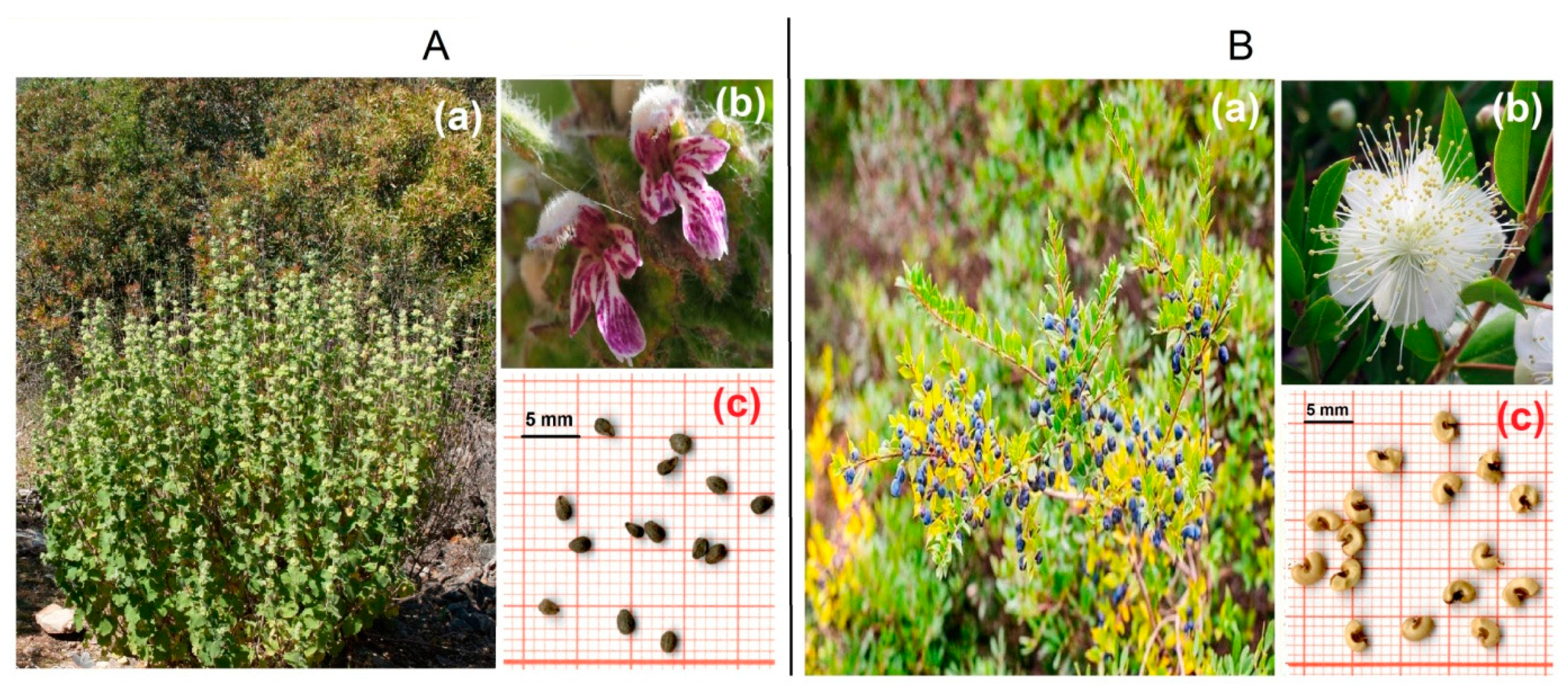 Plants 12 03906 g003