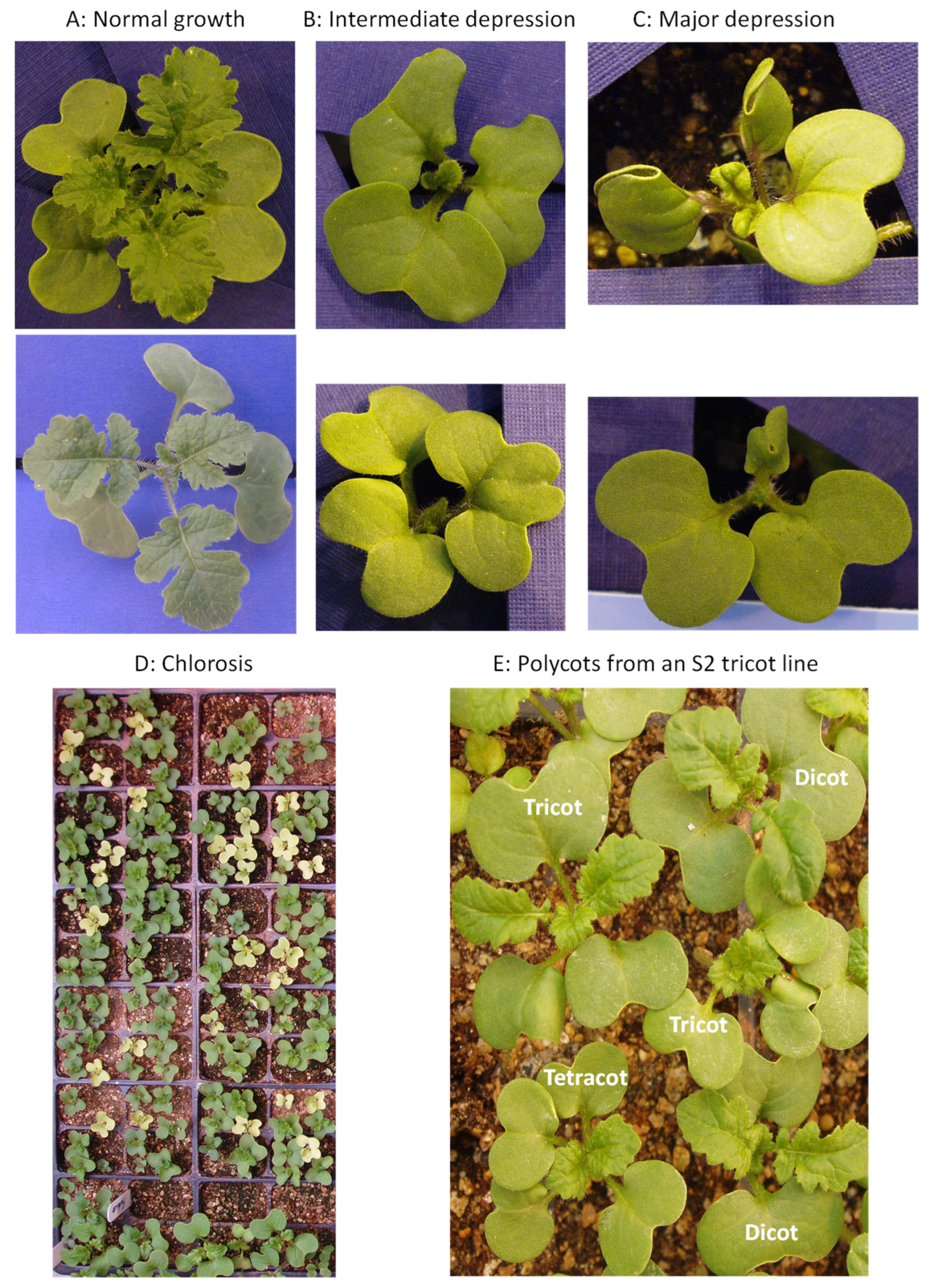 Plants 12 03919 g001 Plants 12 03919 g001