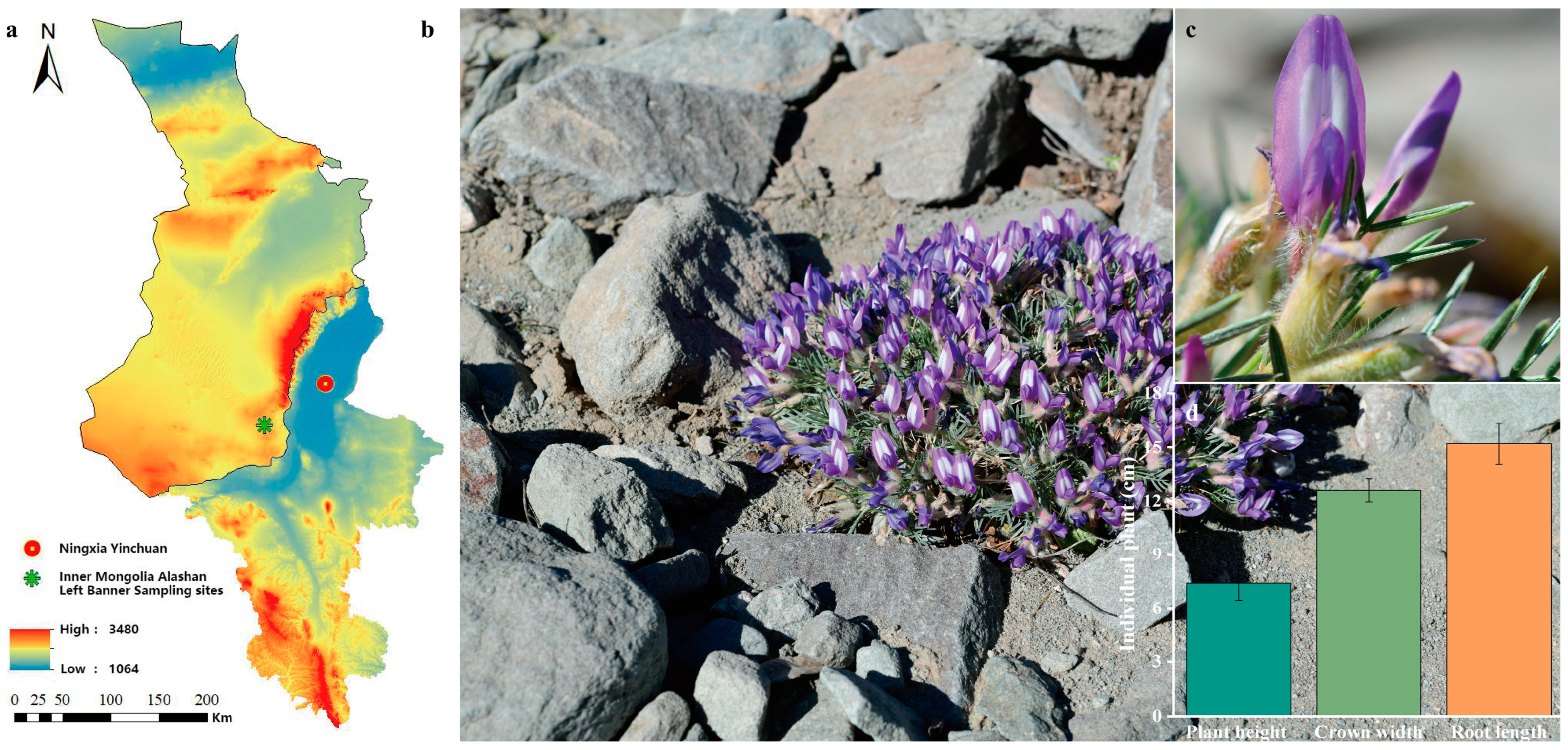 Plants 12 03922 g001