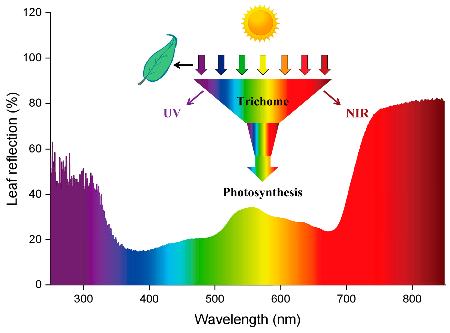 Plants 12 03922 g007