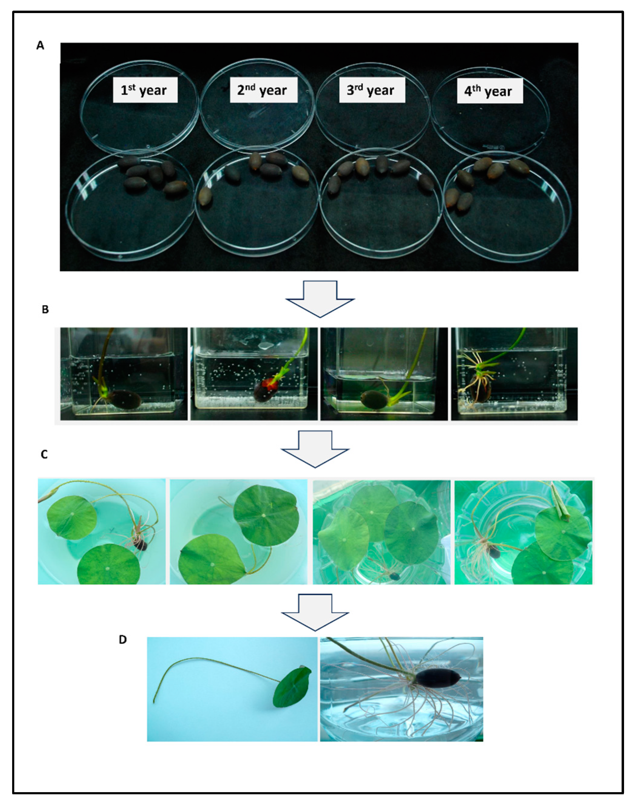 Plants 12 03923 g001