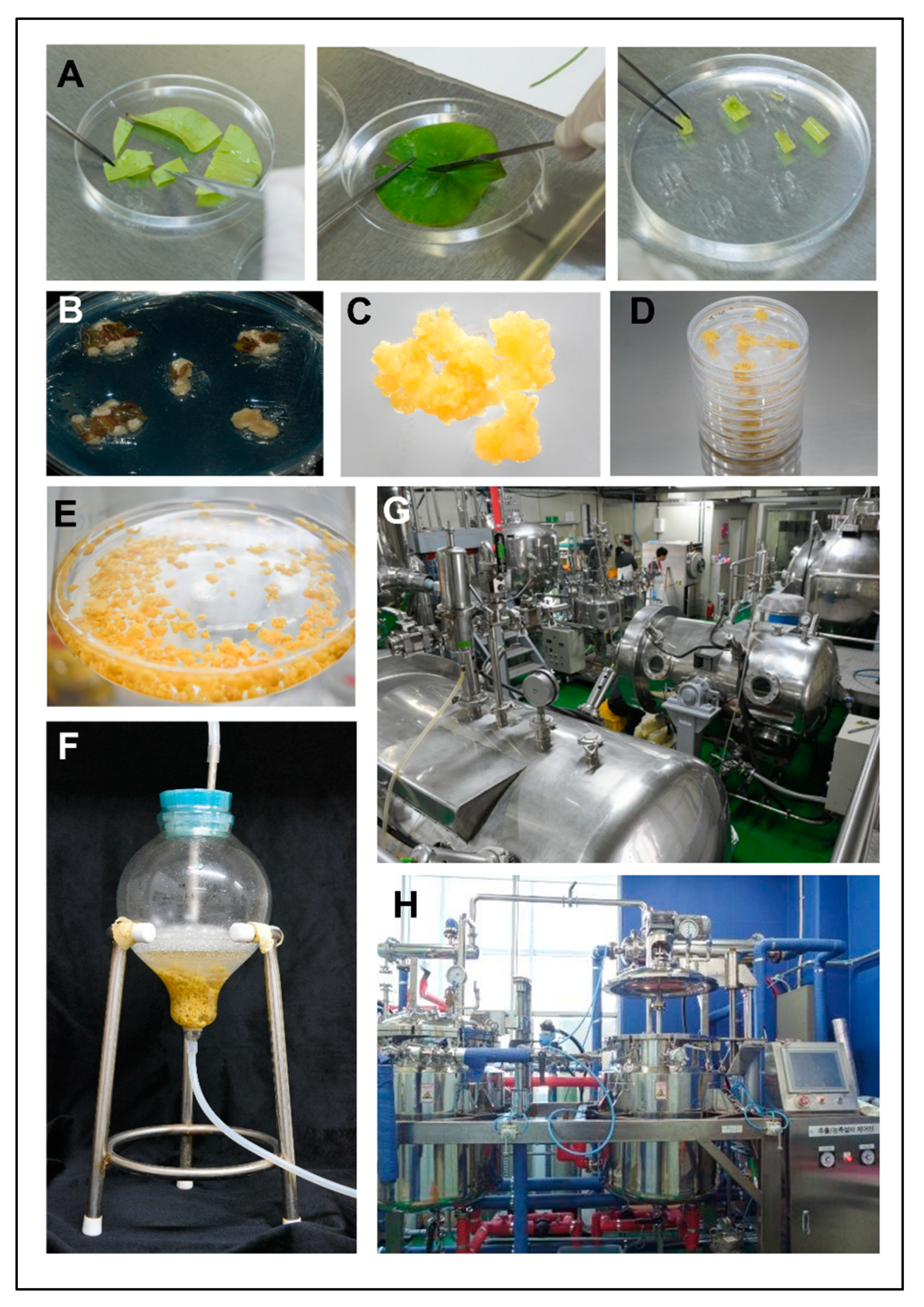 Plants 12 03923 g002