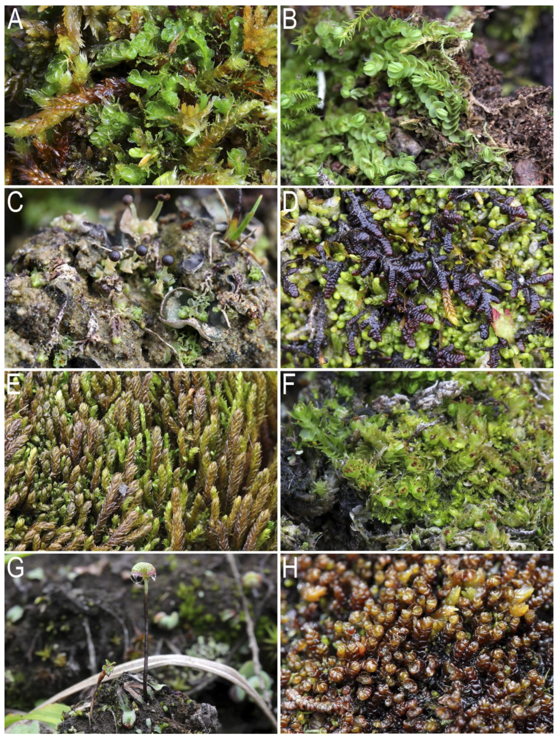 Plants 12 03928 g001