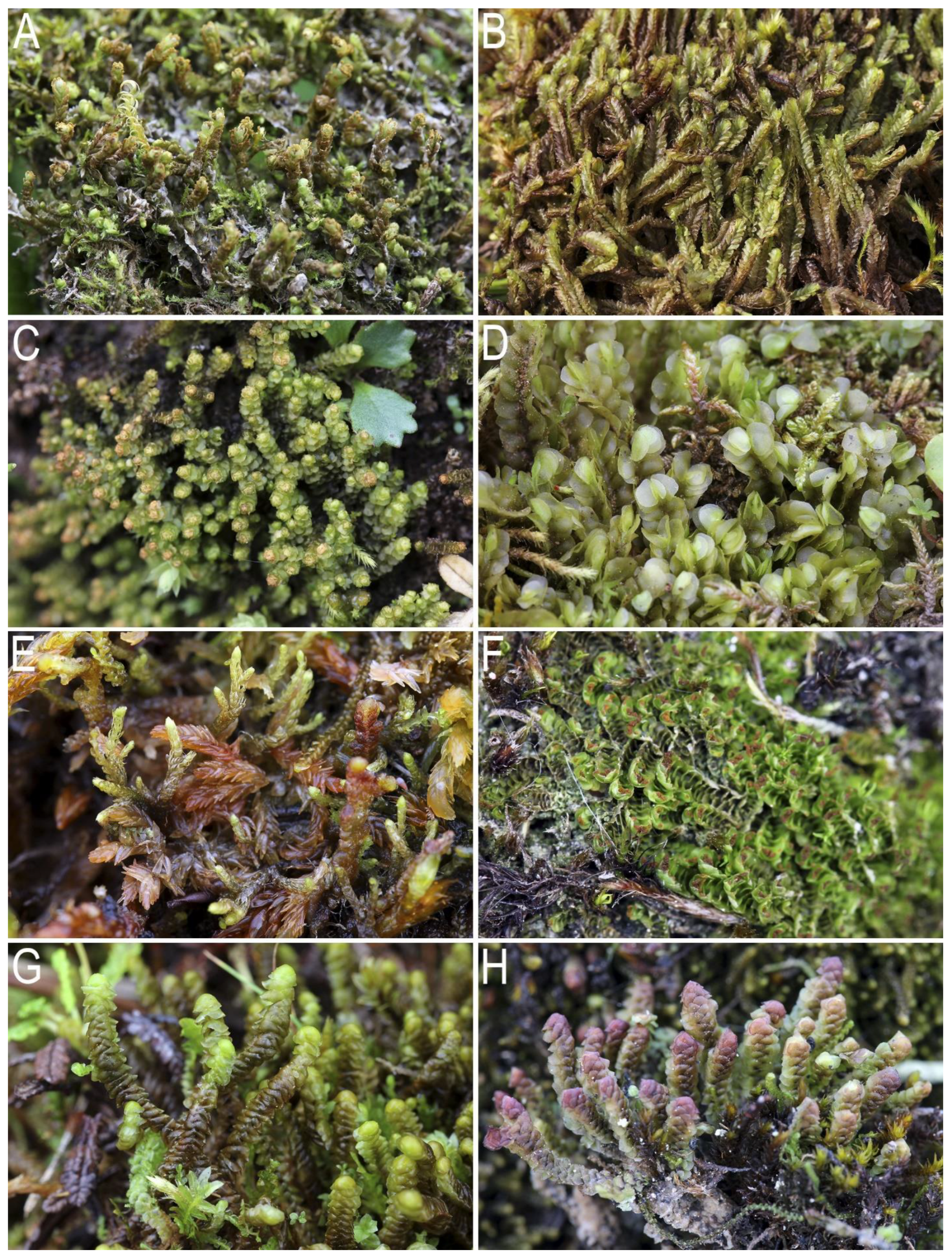 Plants 12 03928 g002