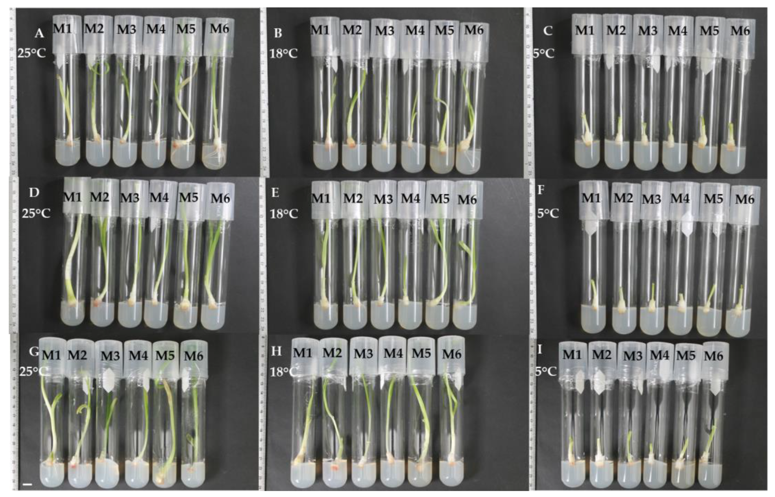 Plants 12 03929 g003 Plants 12 03929 g003