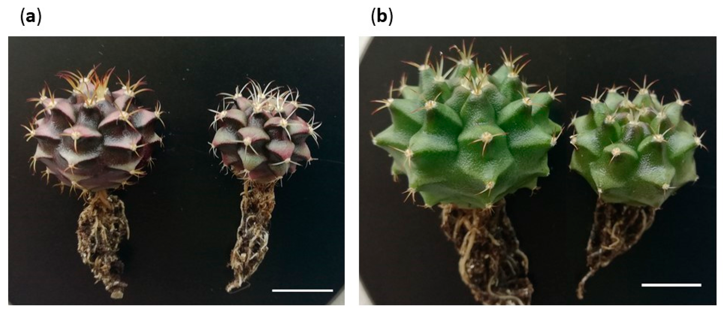 Plants 12 03932 g011