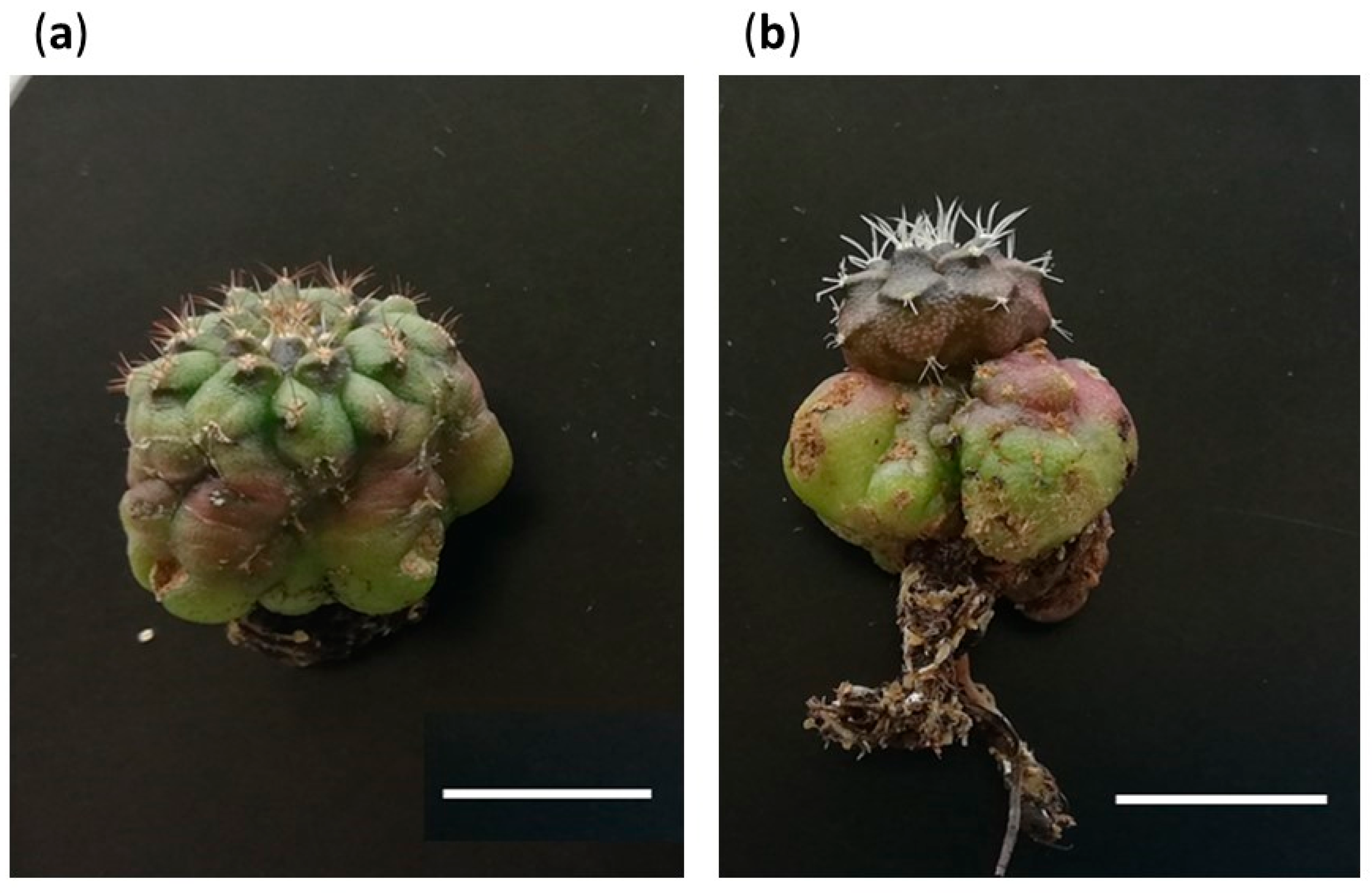 Plants 12 03932 g012