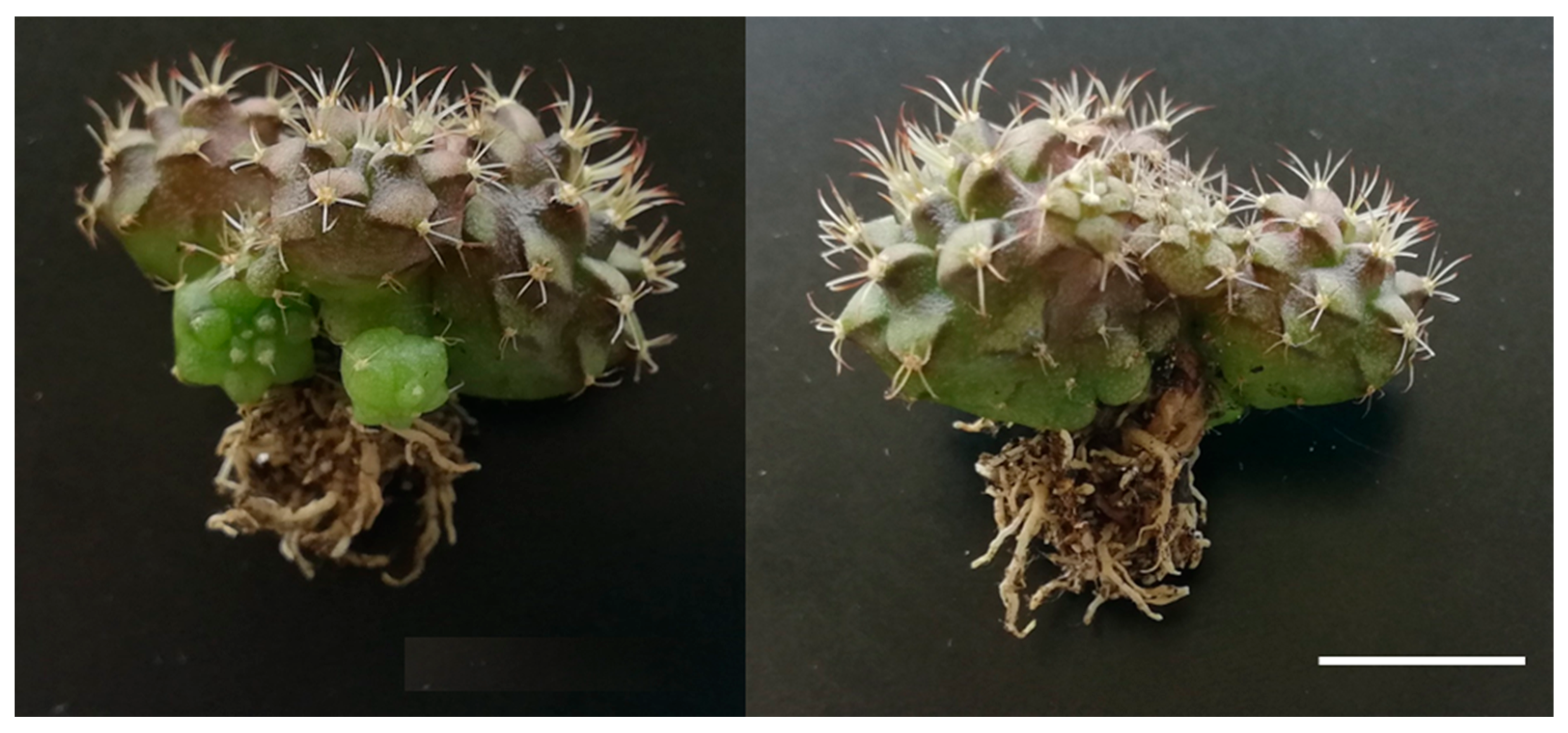 Plants 12 03932 g013