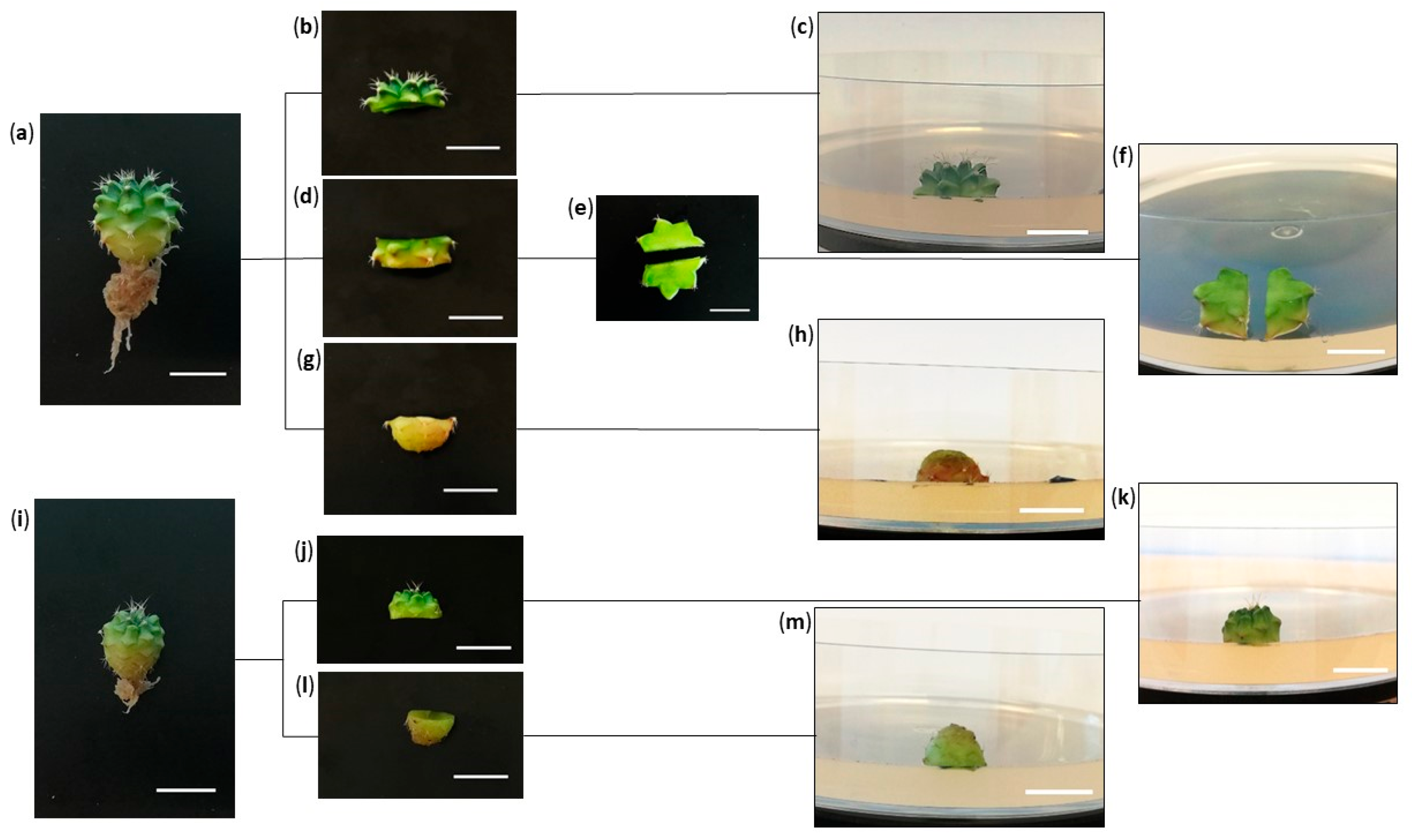 Plants 12 03932 g014