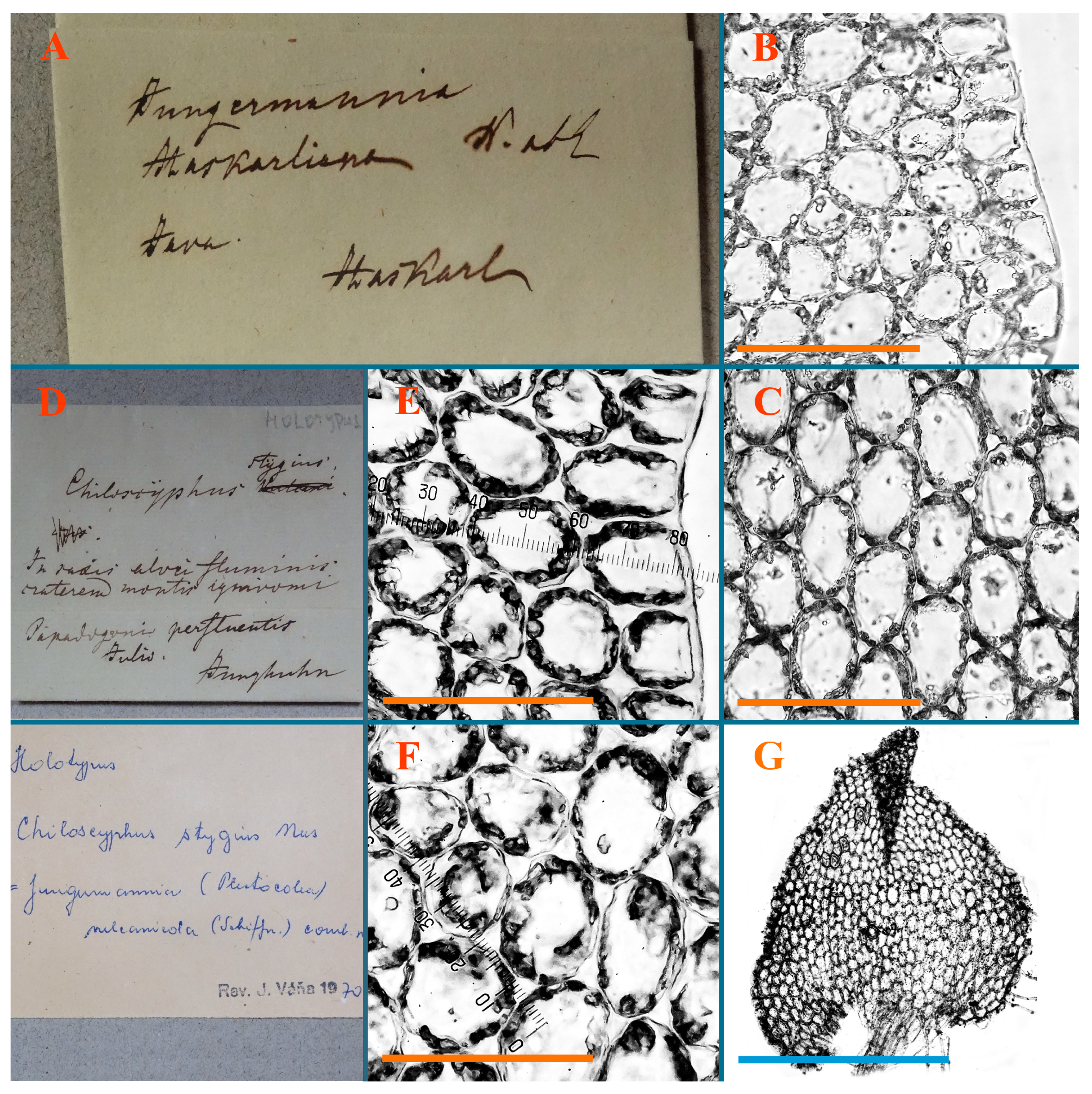 Plants 12 03935 g002