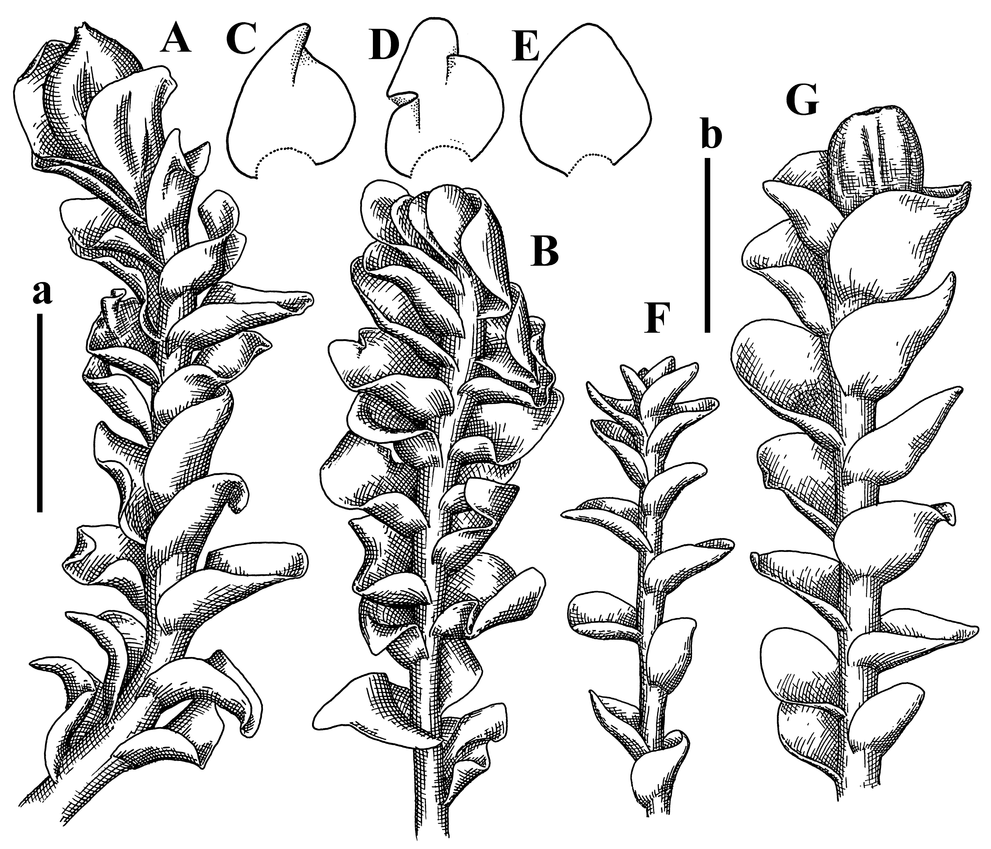 Plants 12 03935 g004