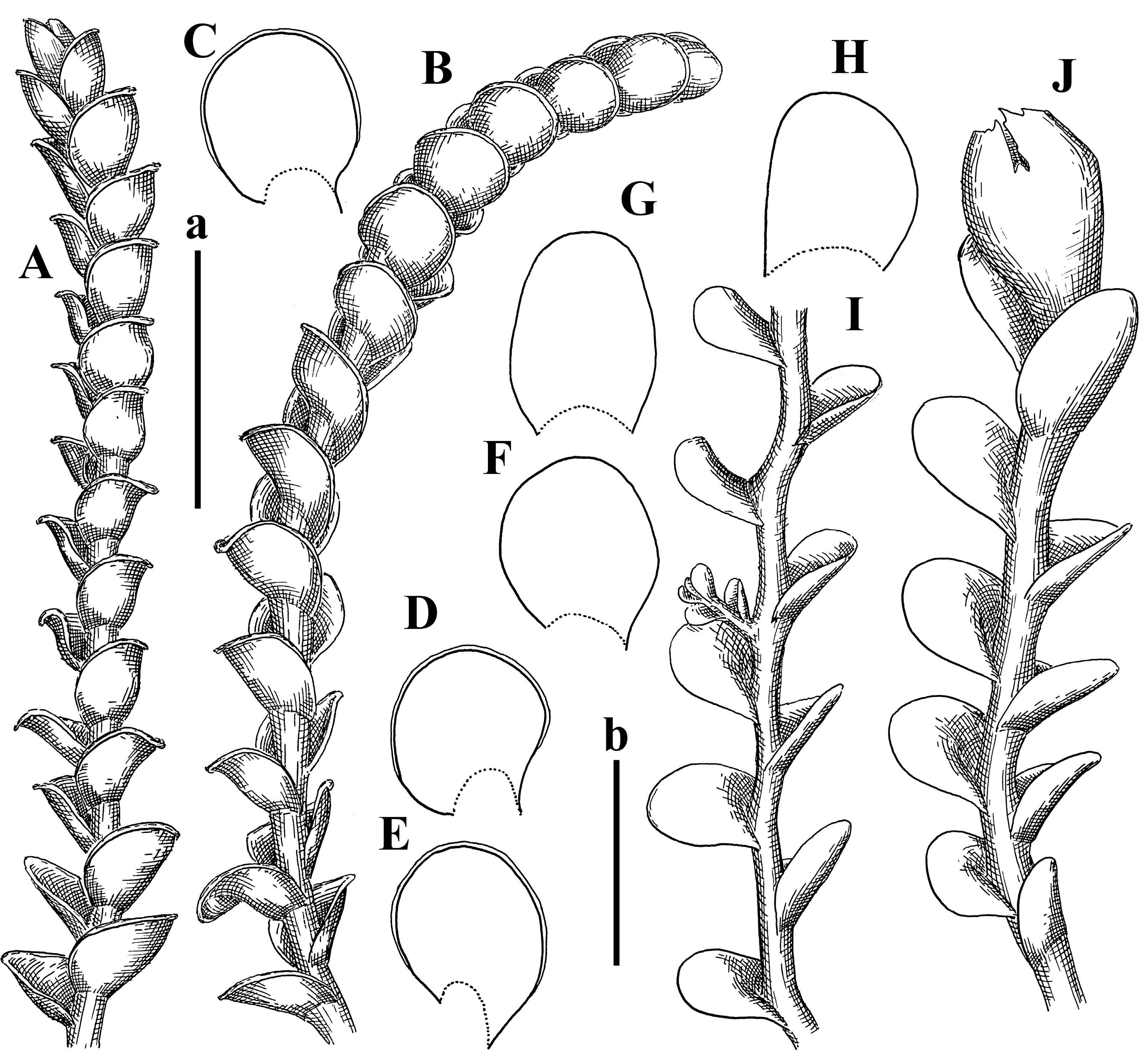 Plants 12 03935 g006