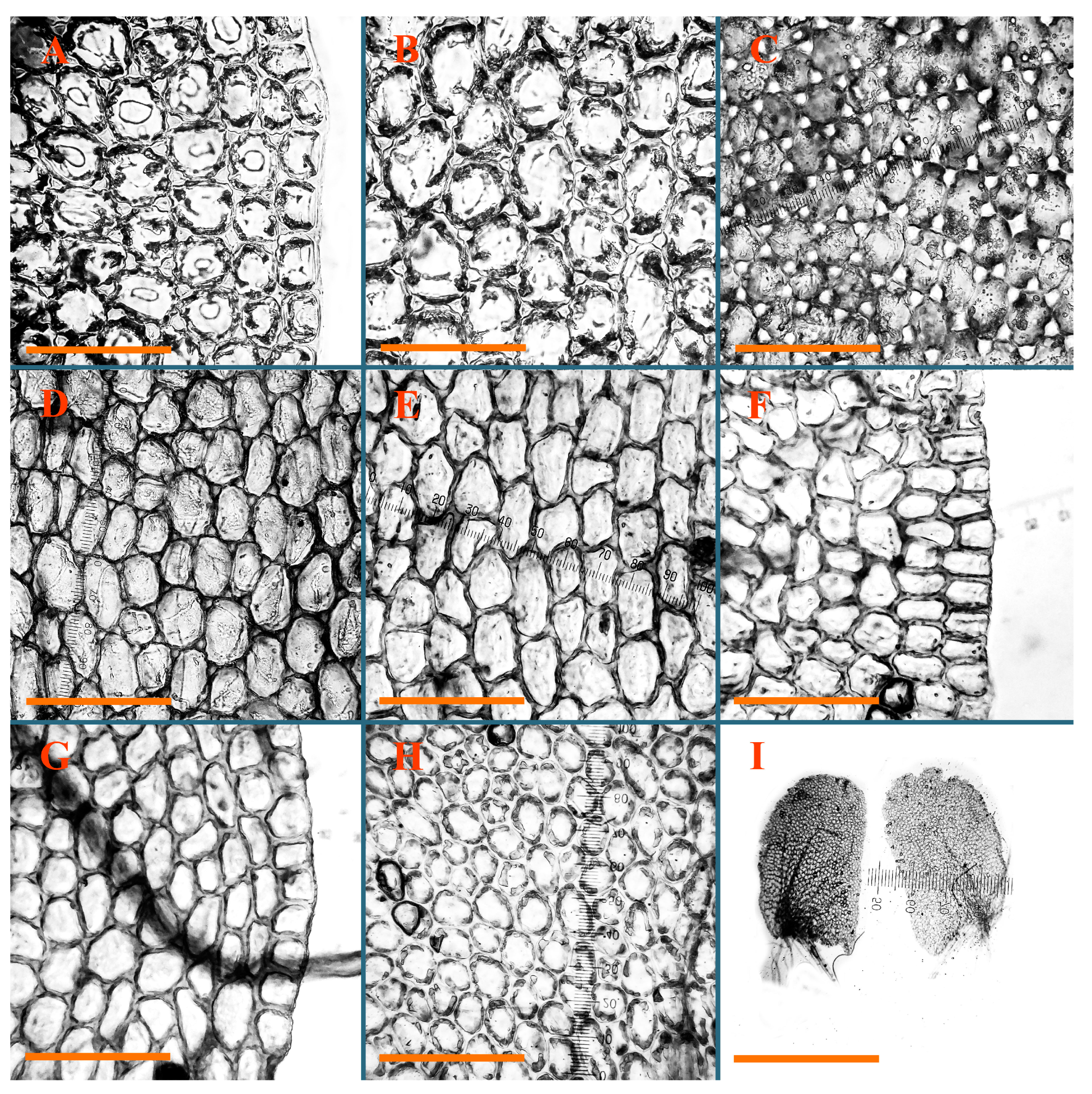 Plants 12 03935 g007