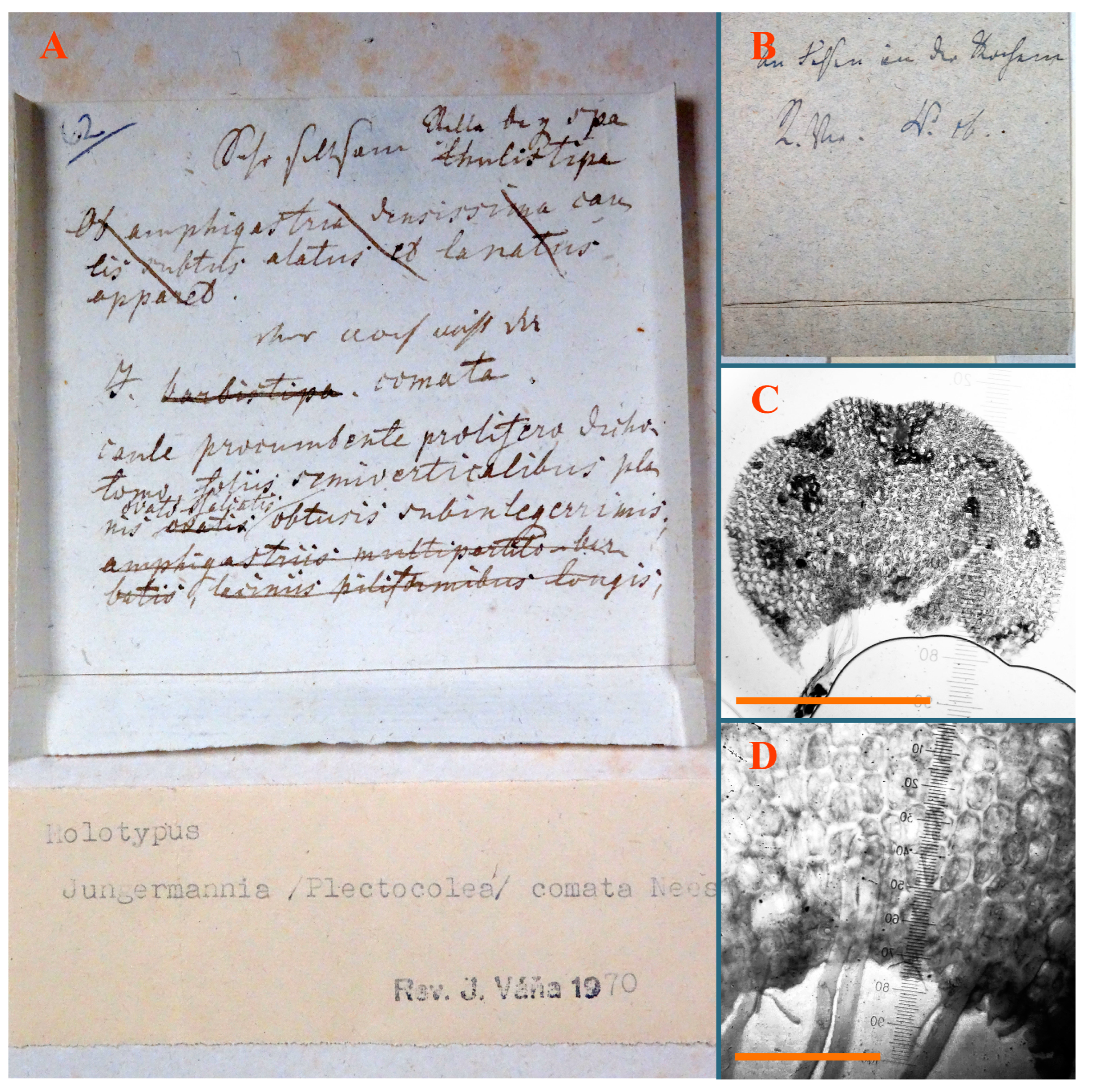 Plants 12 03935 g011