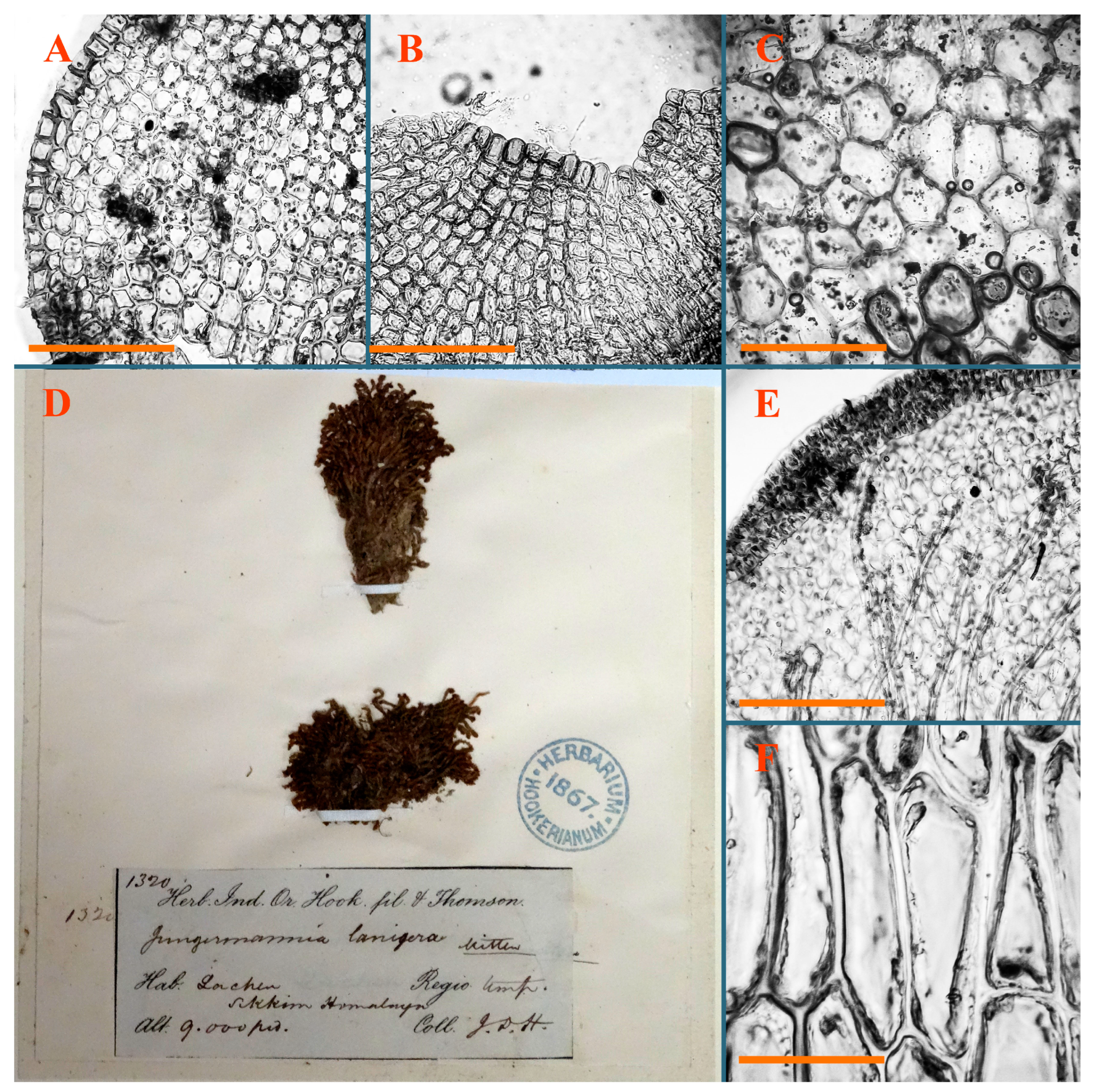 Plants 12 03935 g017