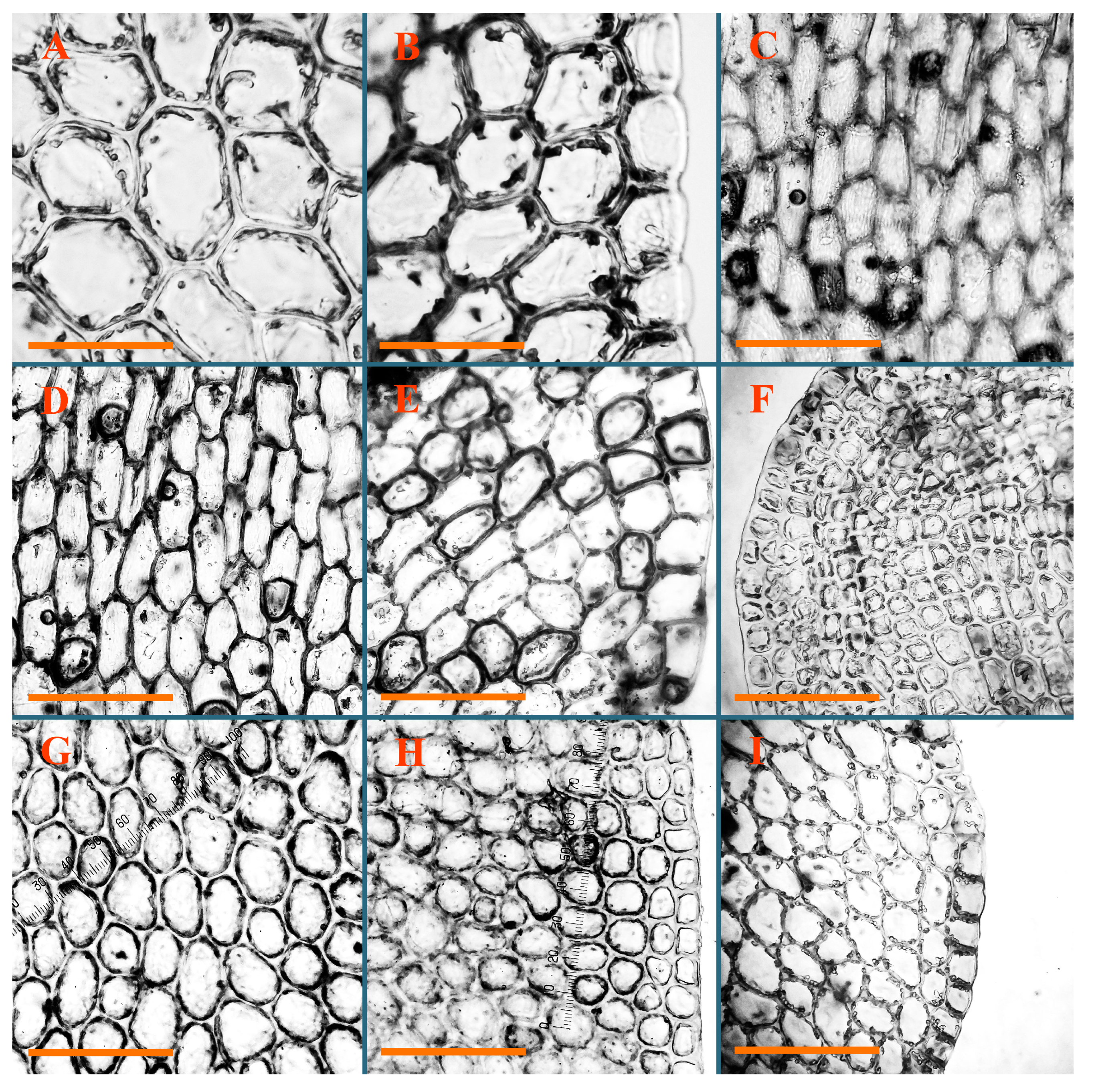 Plants 12 03935 g019