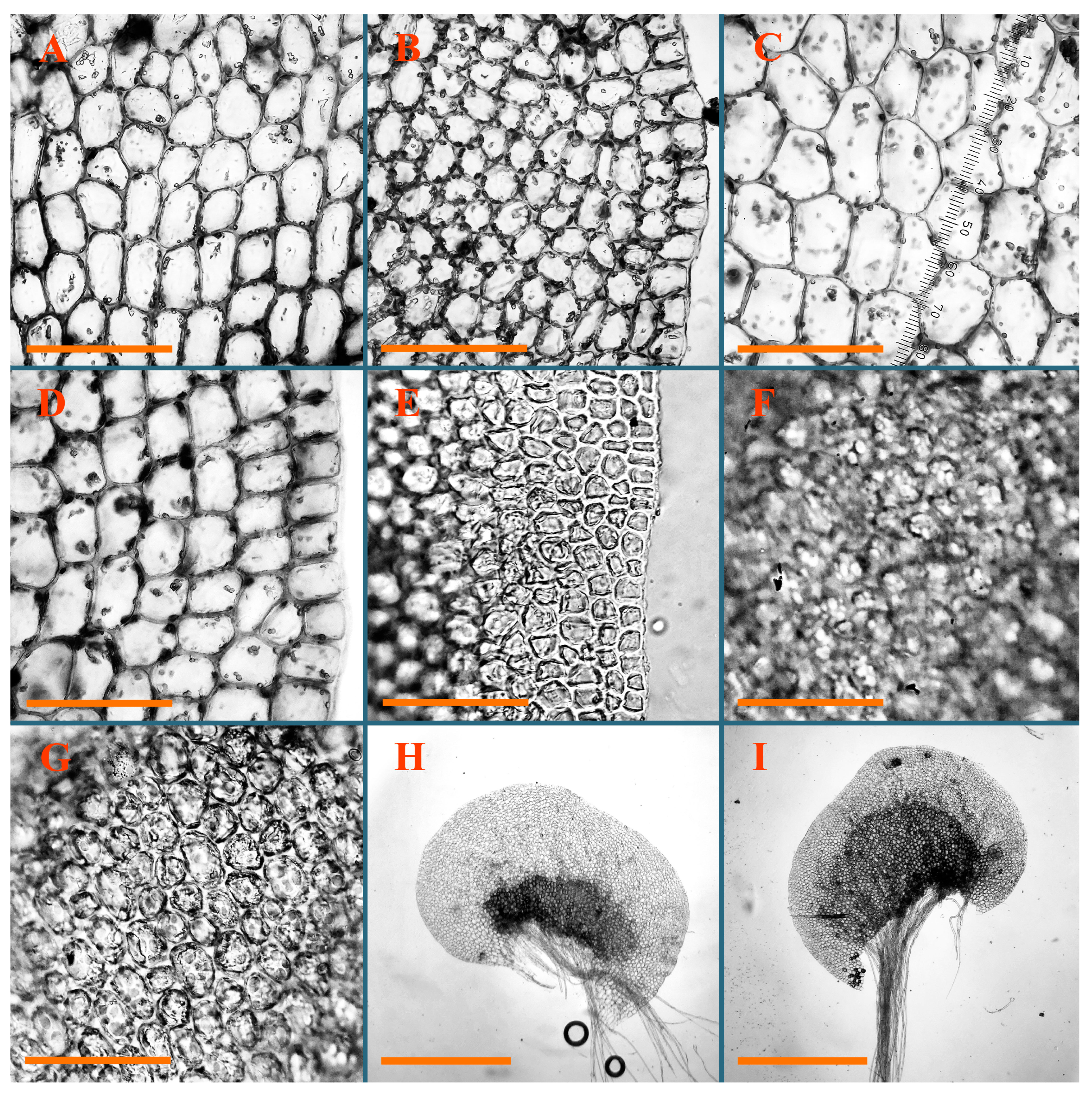Plants 12 03935 g022