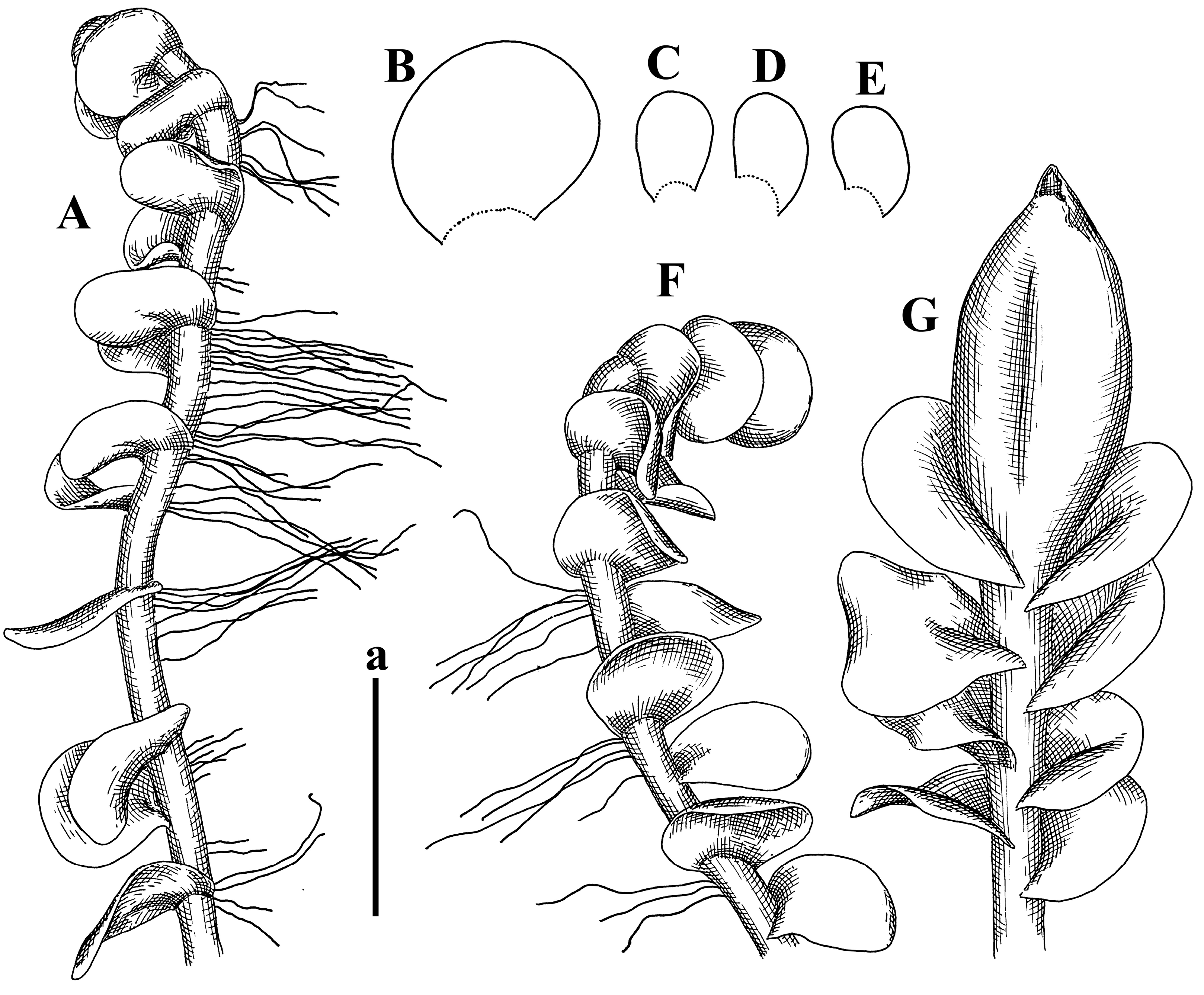 Plants 12 03935 g031