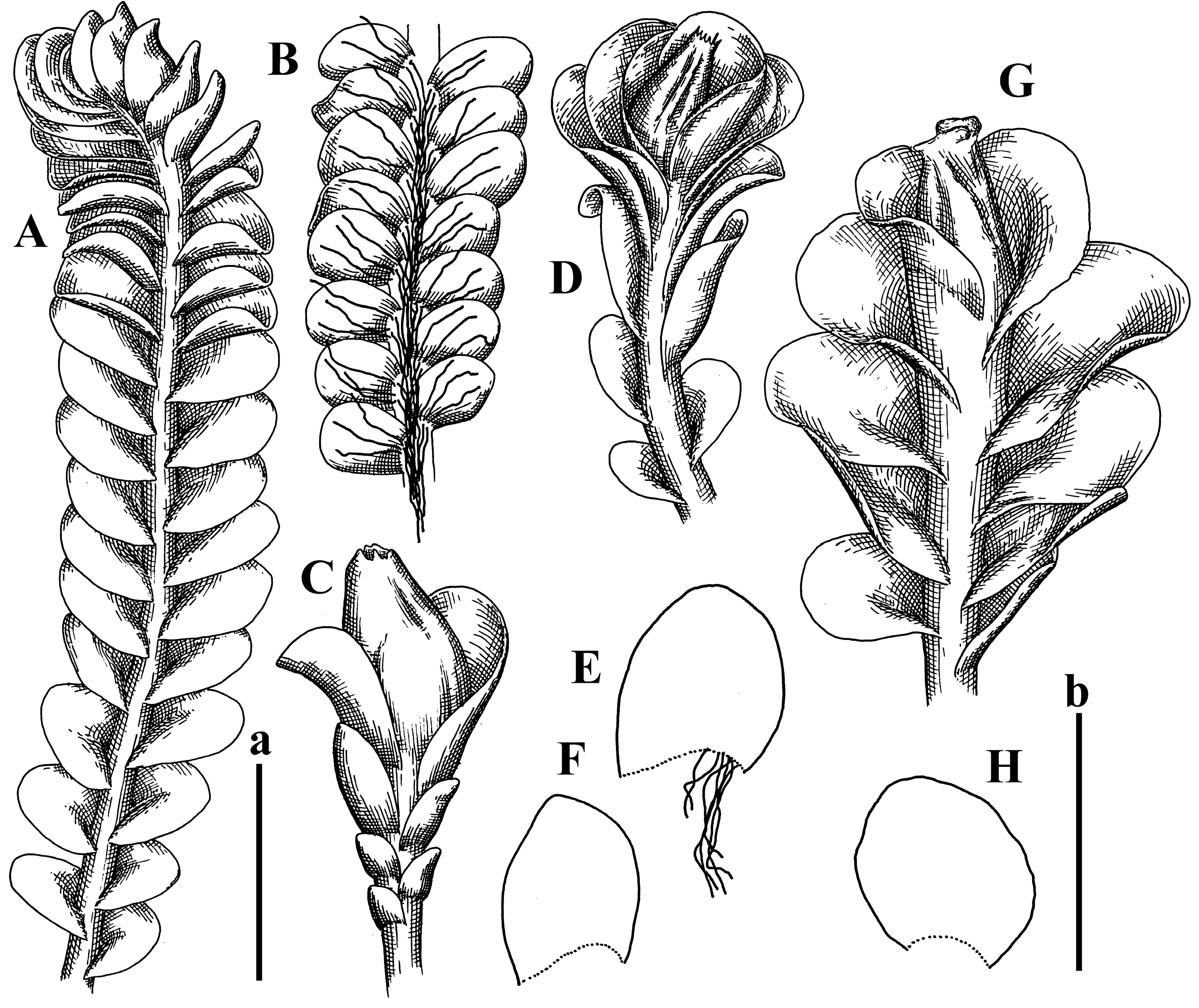 Plants 12 03935 g032