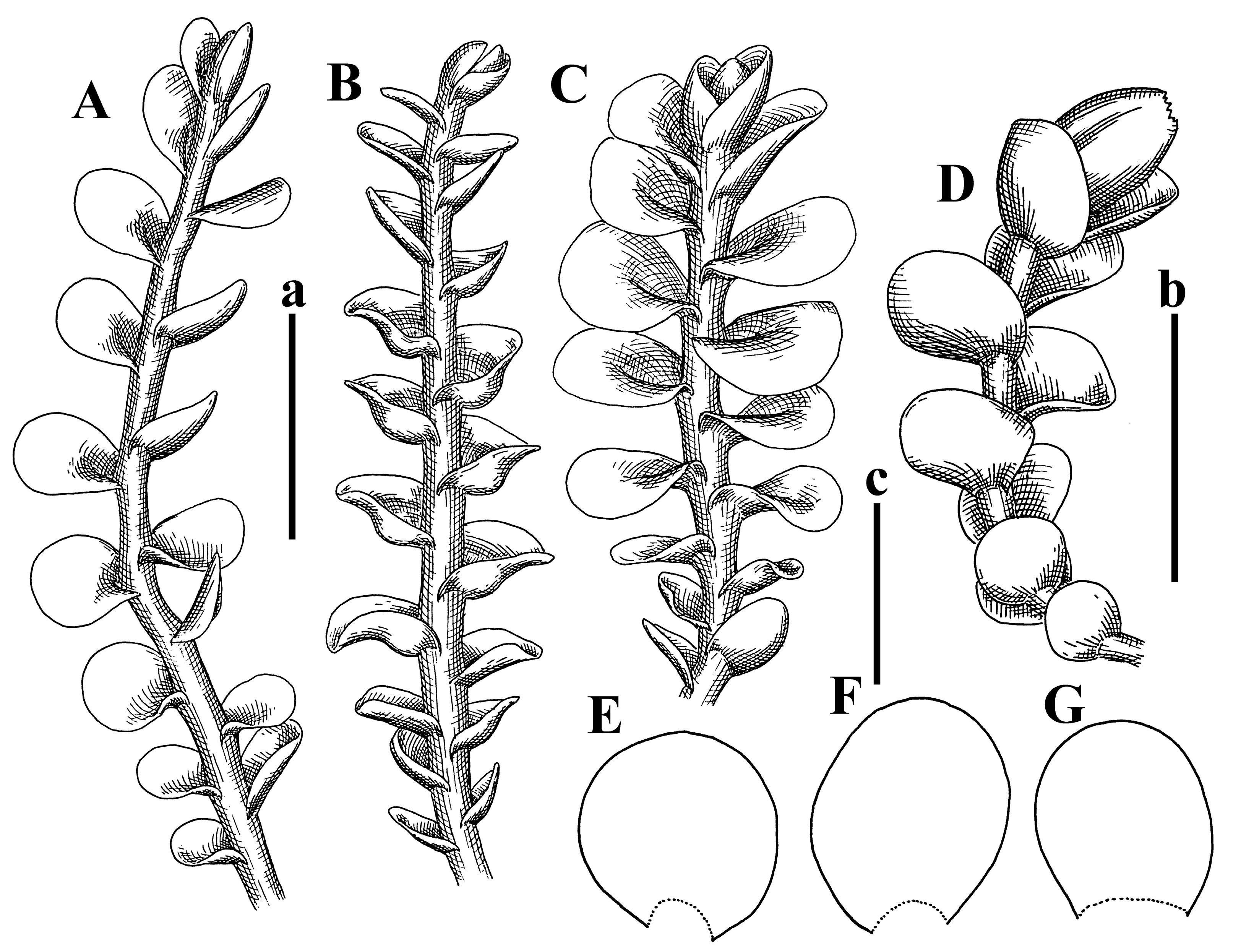 Plants 12 03935 g035