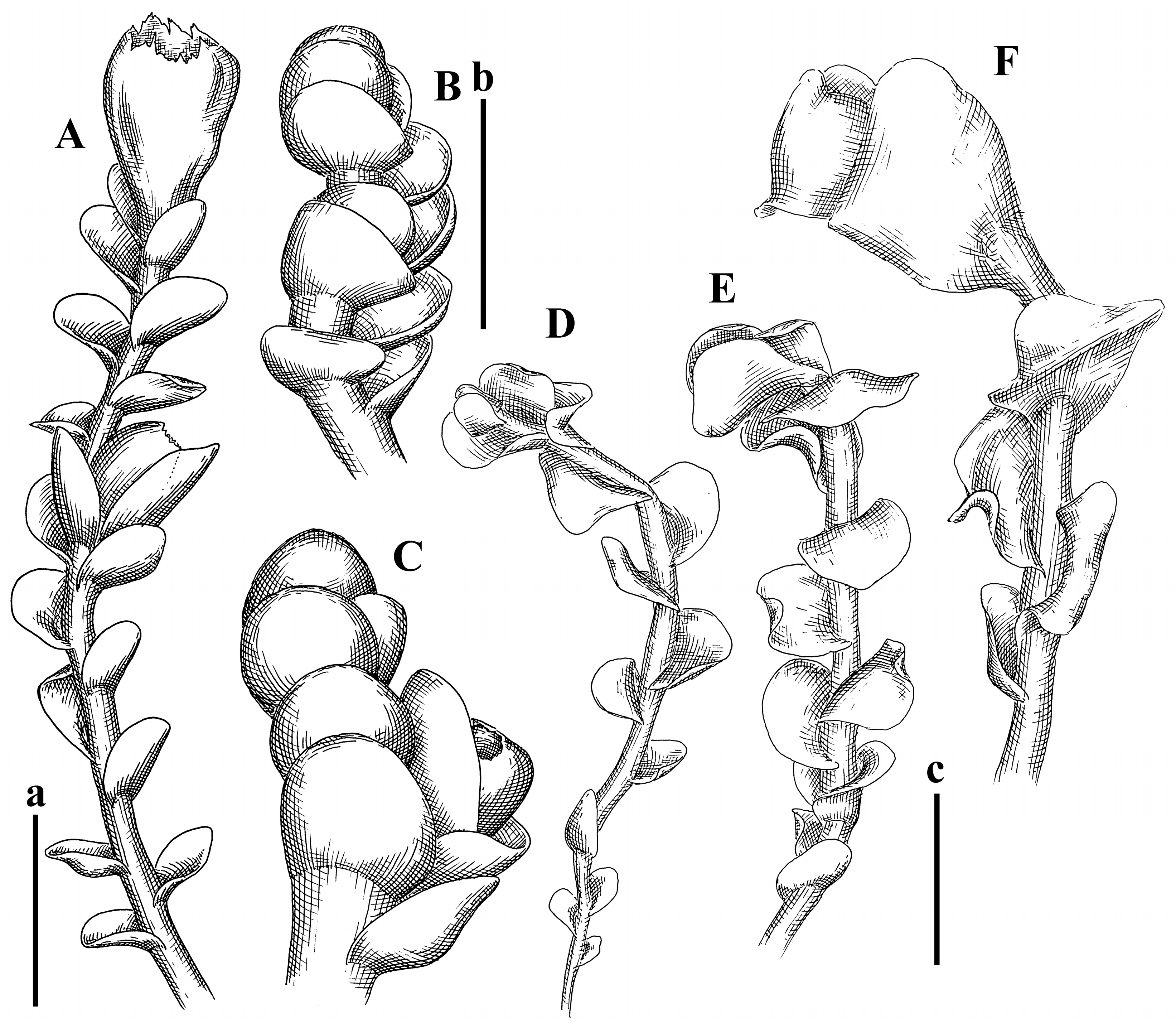 Plants 12 03935 g036