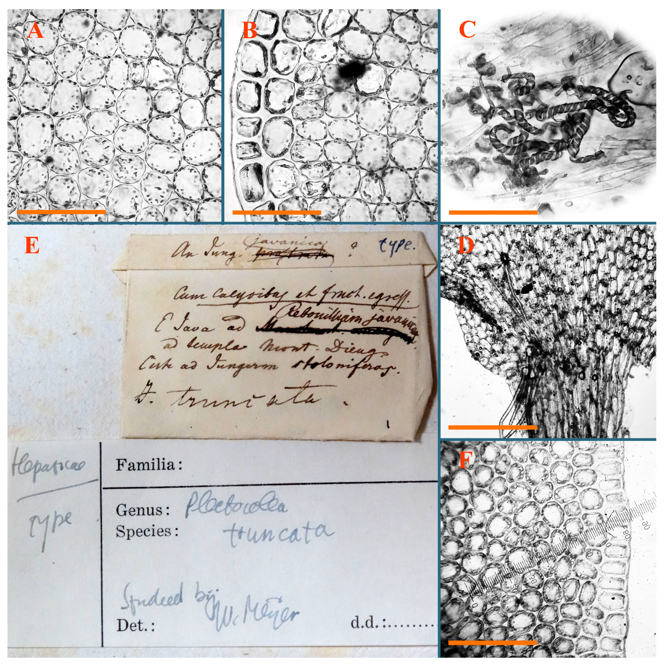 Plants 12 03935 g039