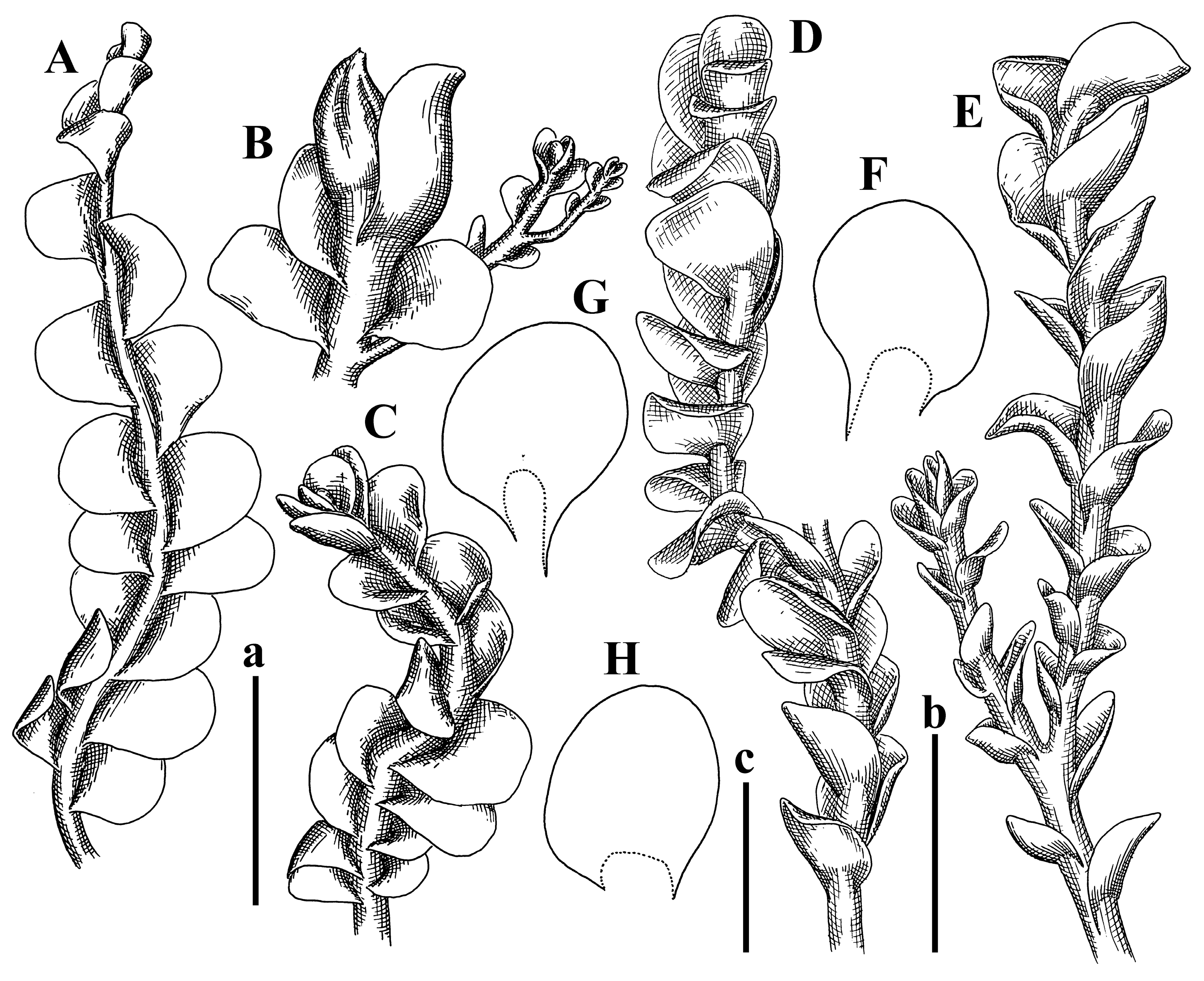 Plants 12 03935 g041
