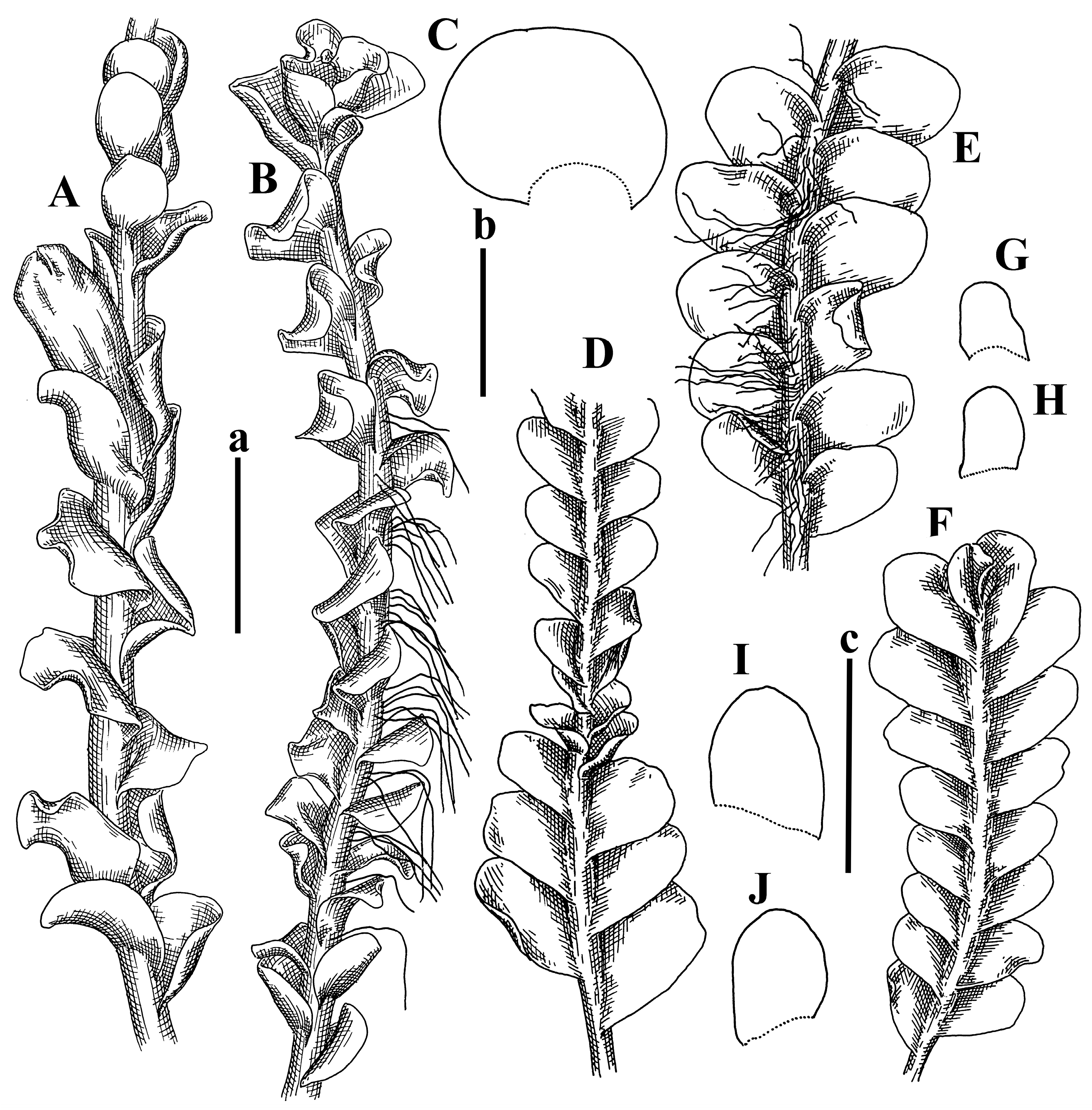 Plants 12 03935 g043