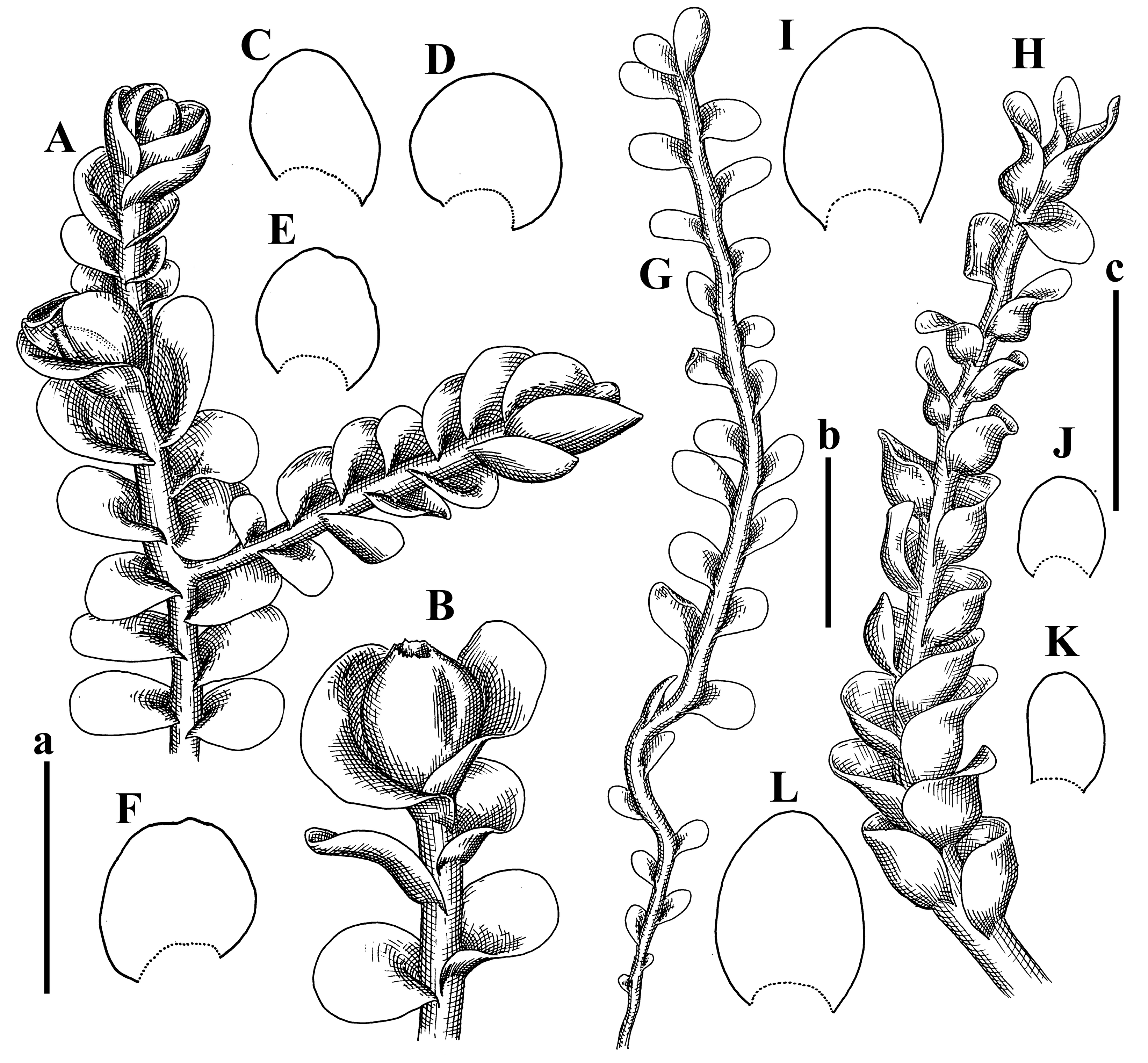 Plants 12 03935 g045