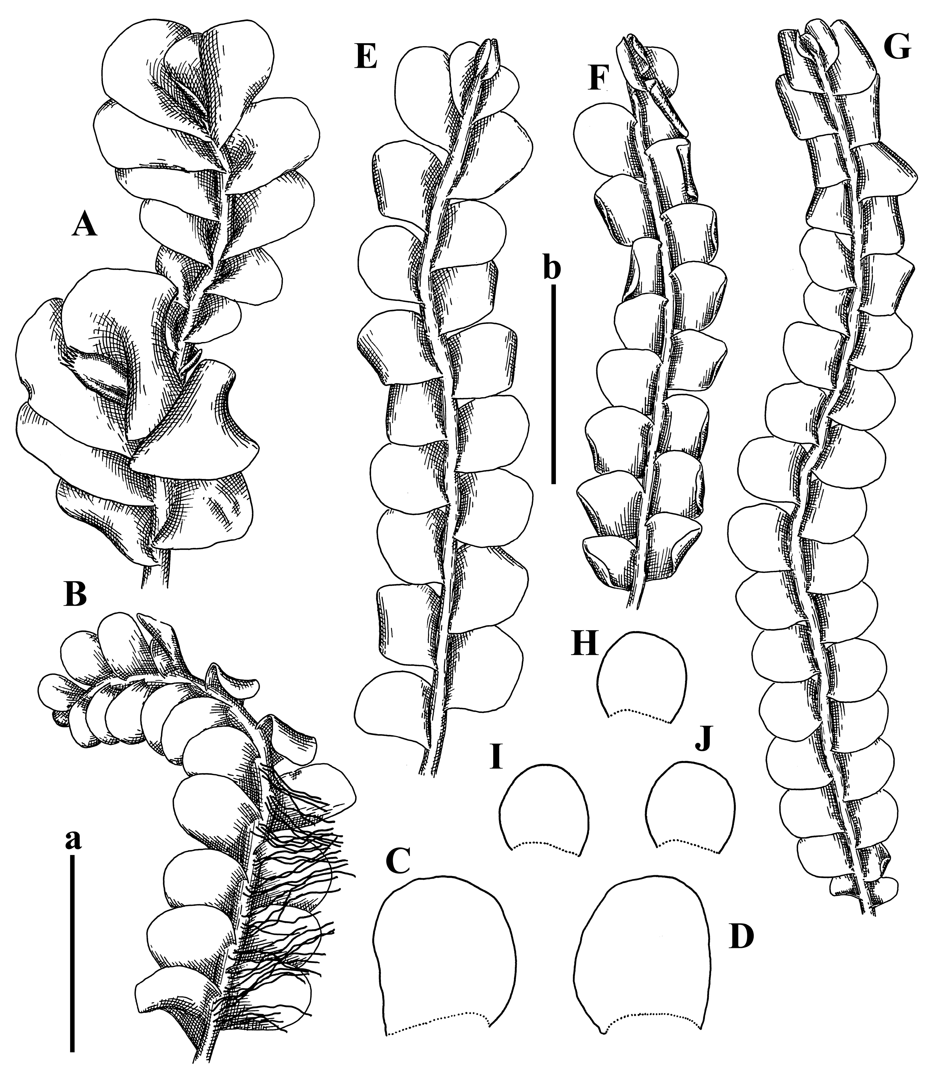 Plants 12 03935 g052