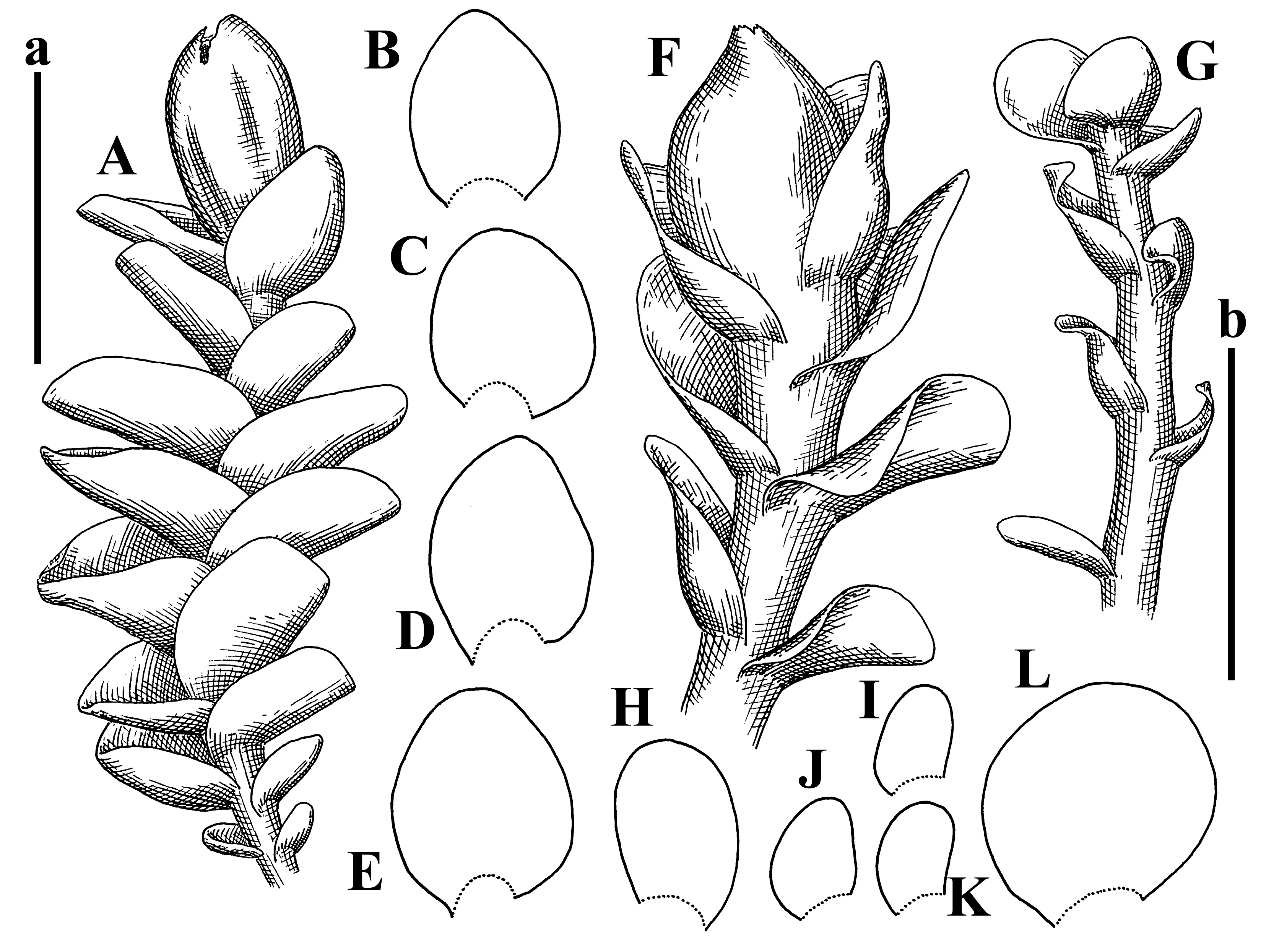 Plants 12 03935 g056