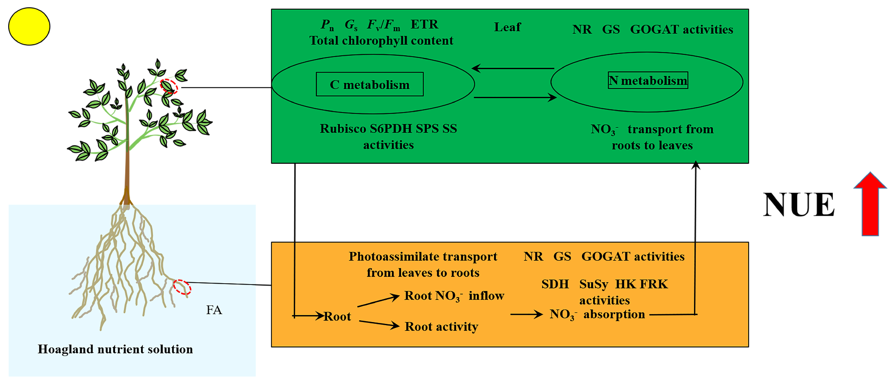 Plants 12 03937 g009