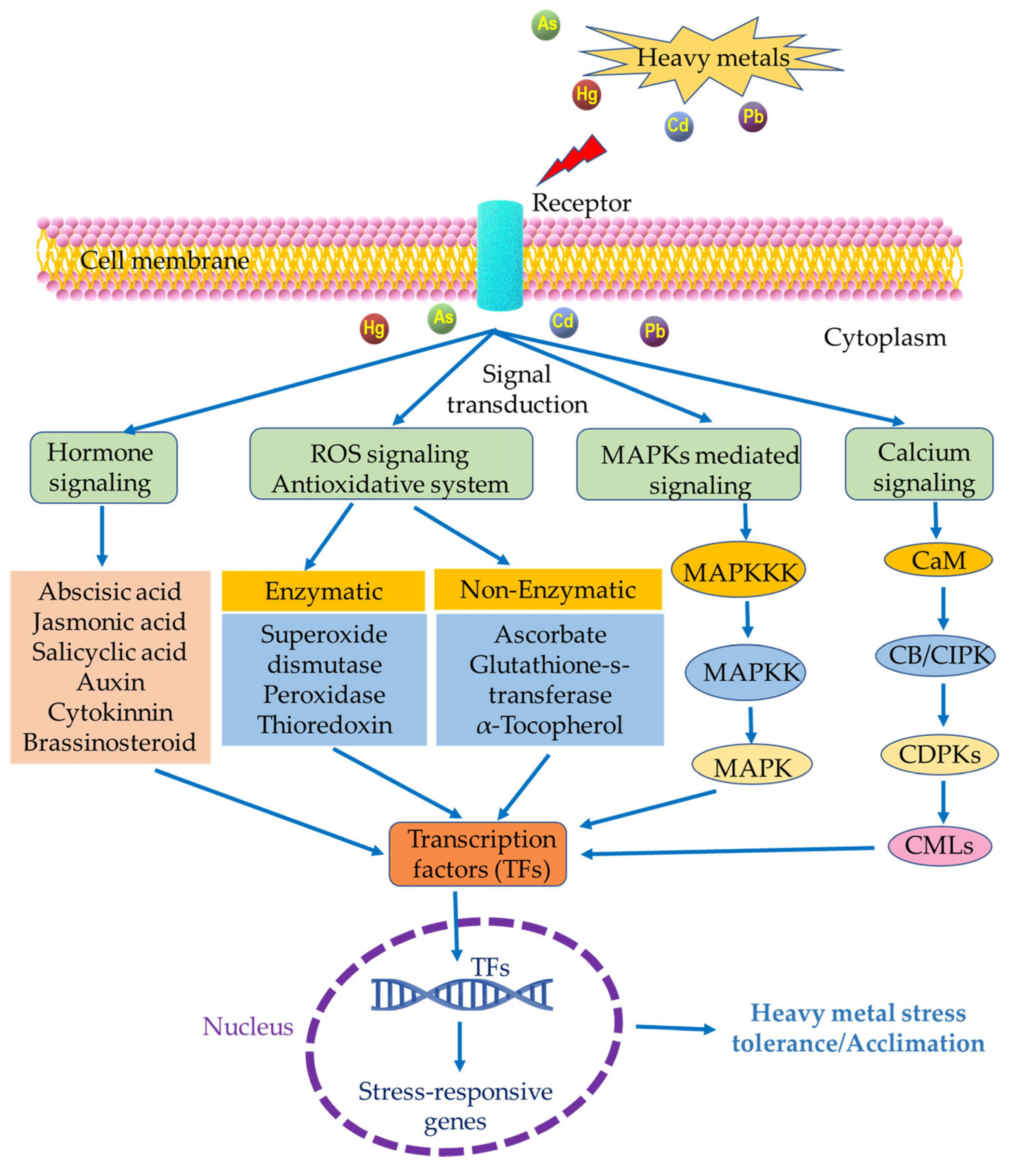 Plants 12 03948 g003 Plants 12 03948 g003