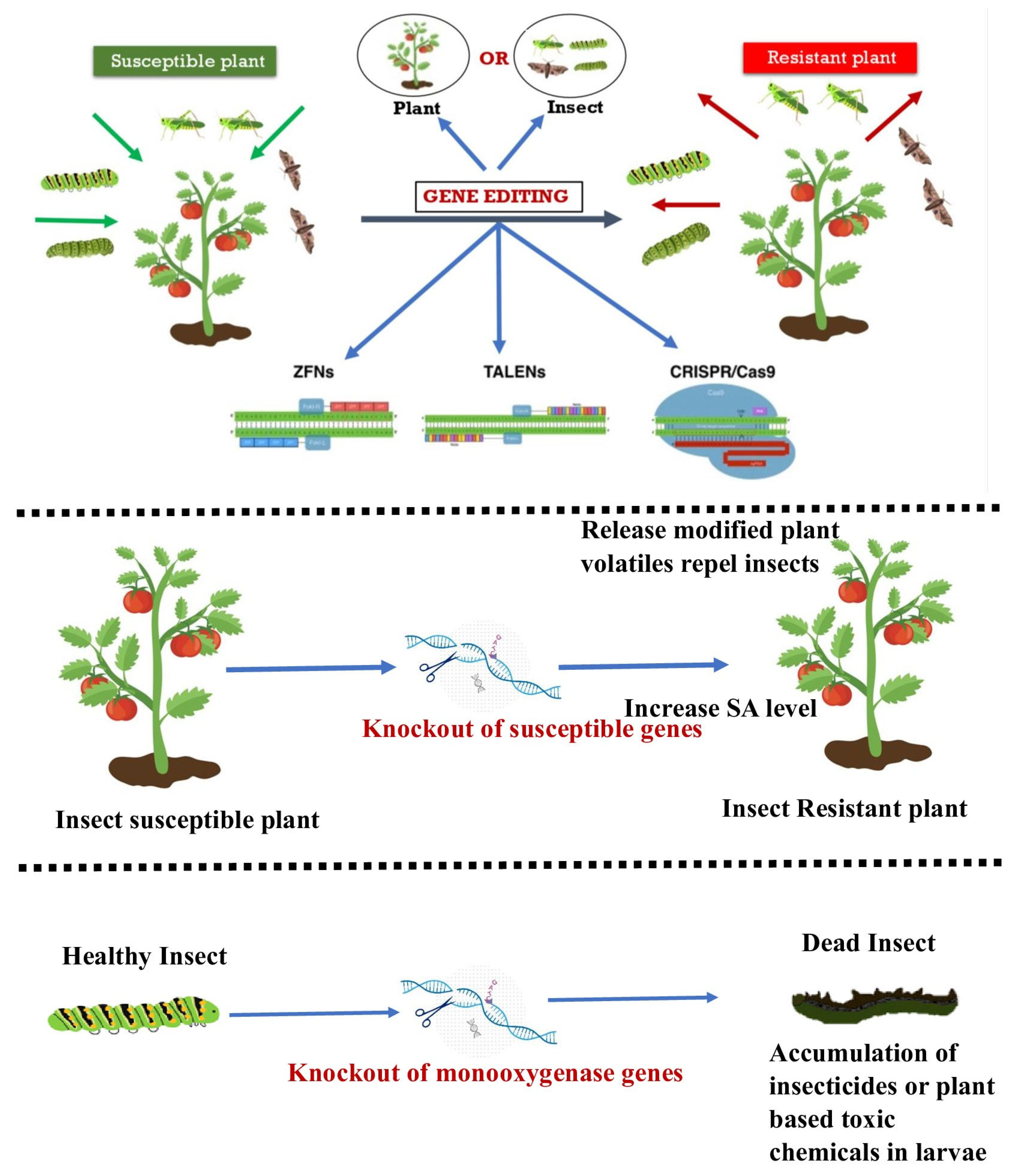 Unveiling the Genetic Symphony: Harnessing CRISPR-Cas Genome