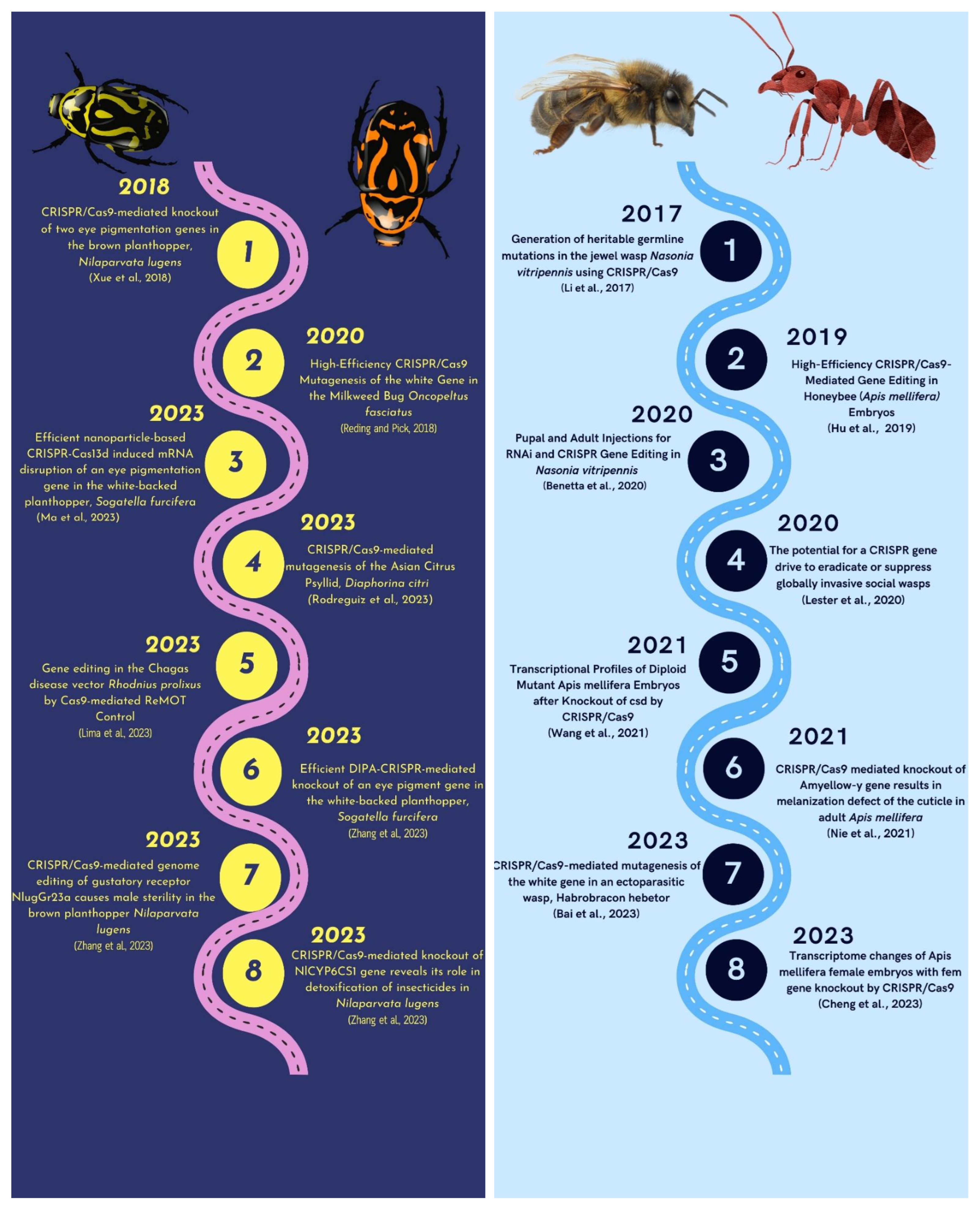 Unveiling the Genetic Symphony: Harnessing CRISPR-Cas Genome 